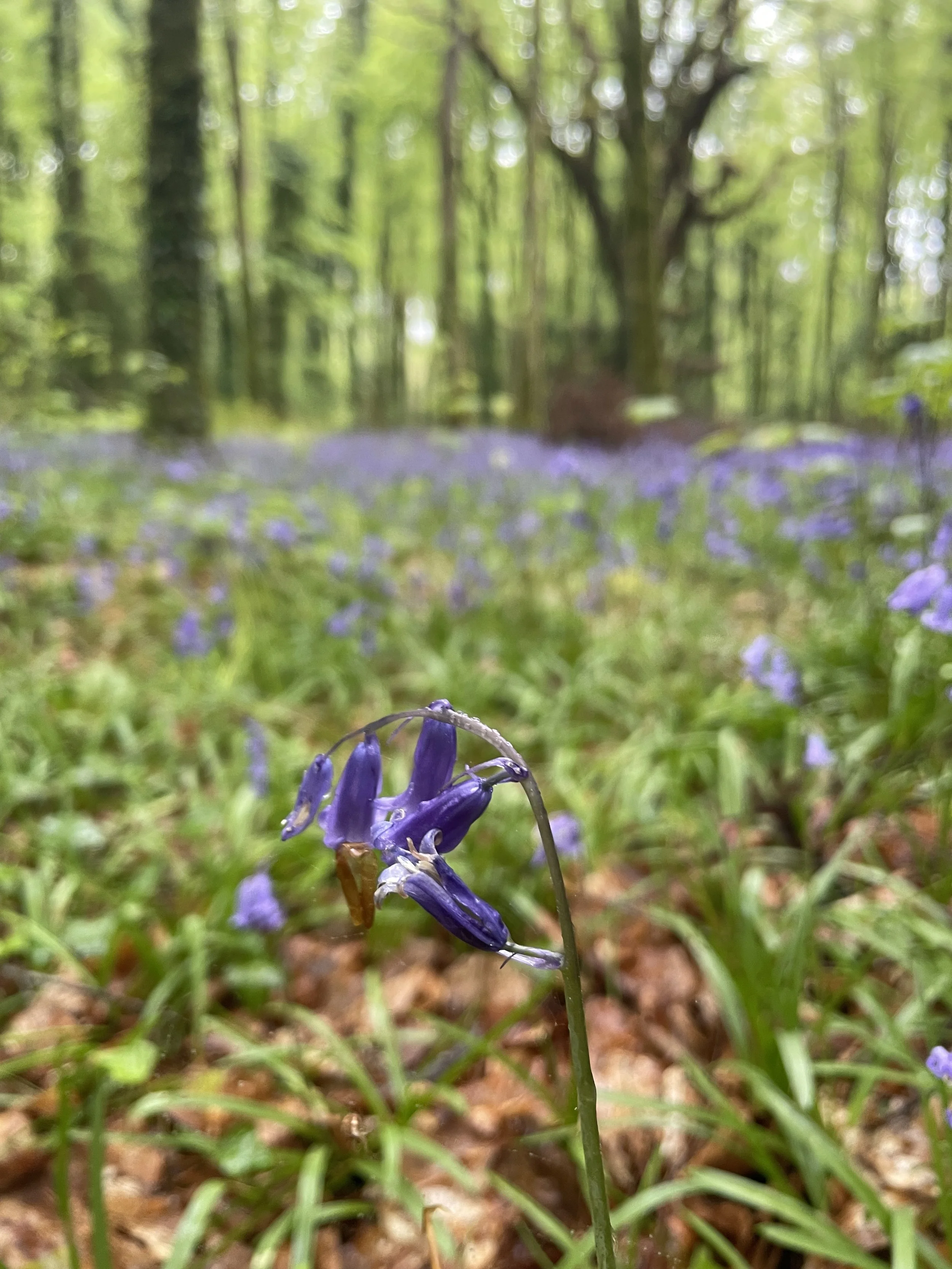bluebells on a forest floor