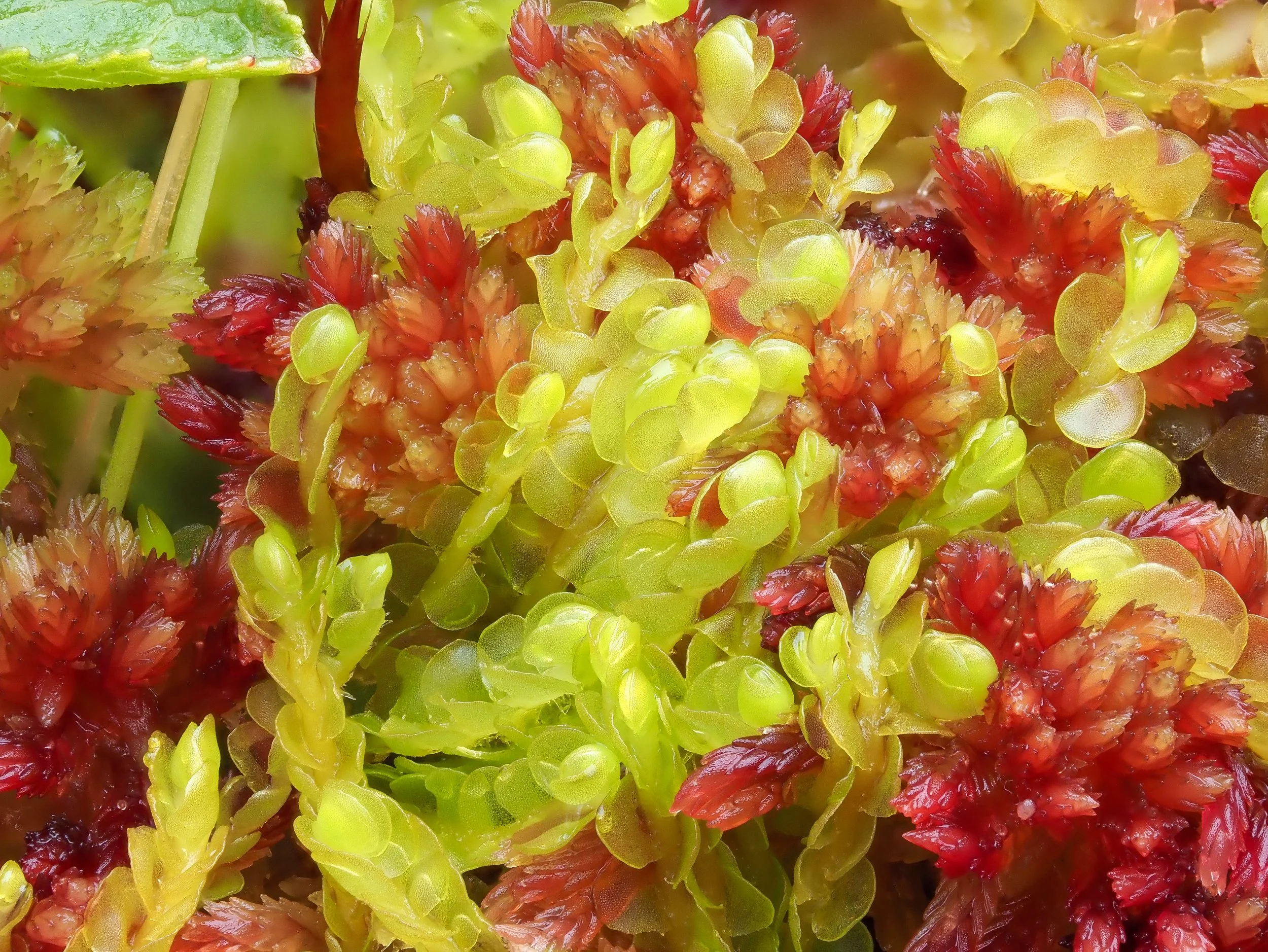 2. Biantheridion undulifolium.jpg