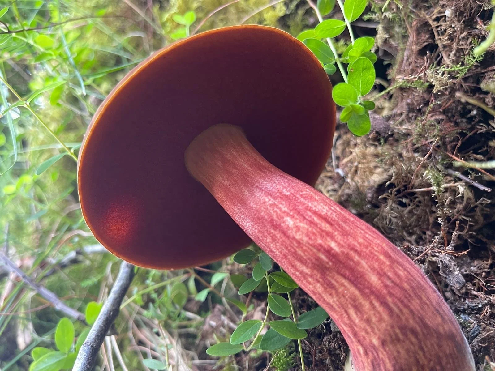  a red mushroom