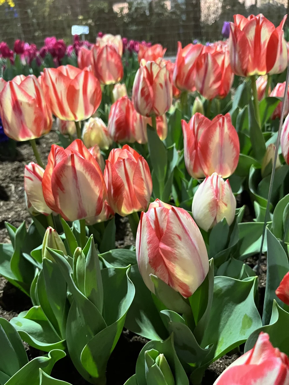 Philadelphia Flower Show 2023 — The Garden Club of Johnstown