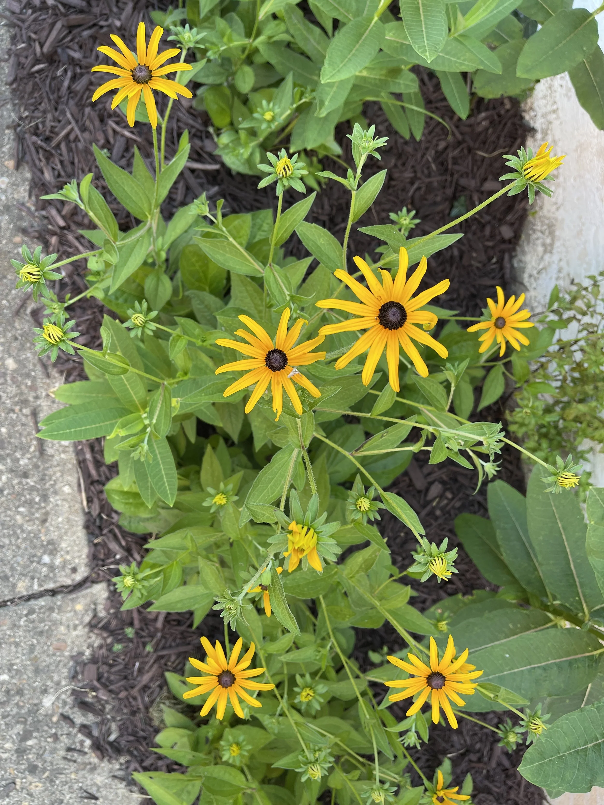 YWCA Black-Eyed Susan's close up