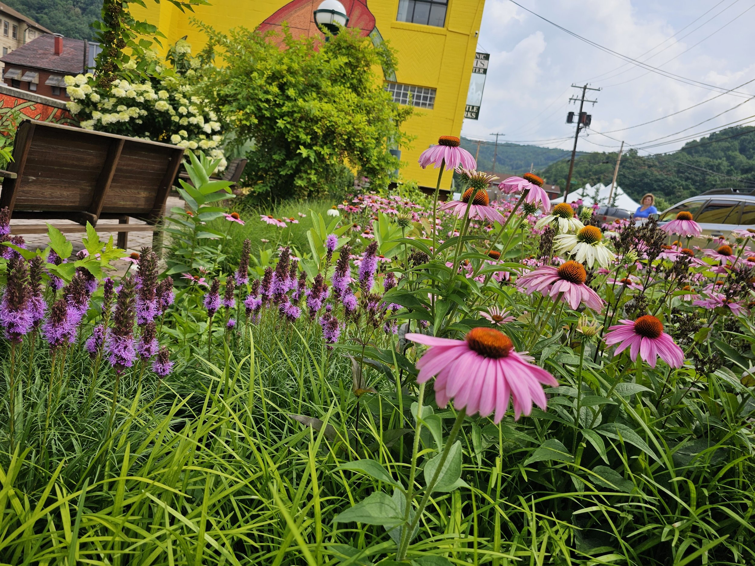 Liatrus and coneflowers with Carla in the background
