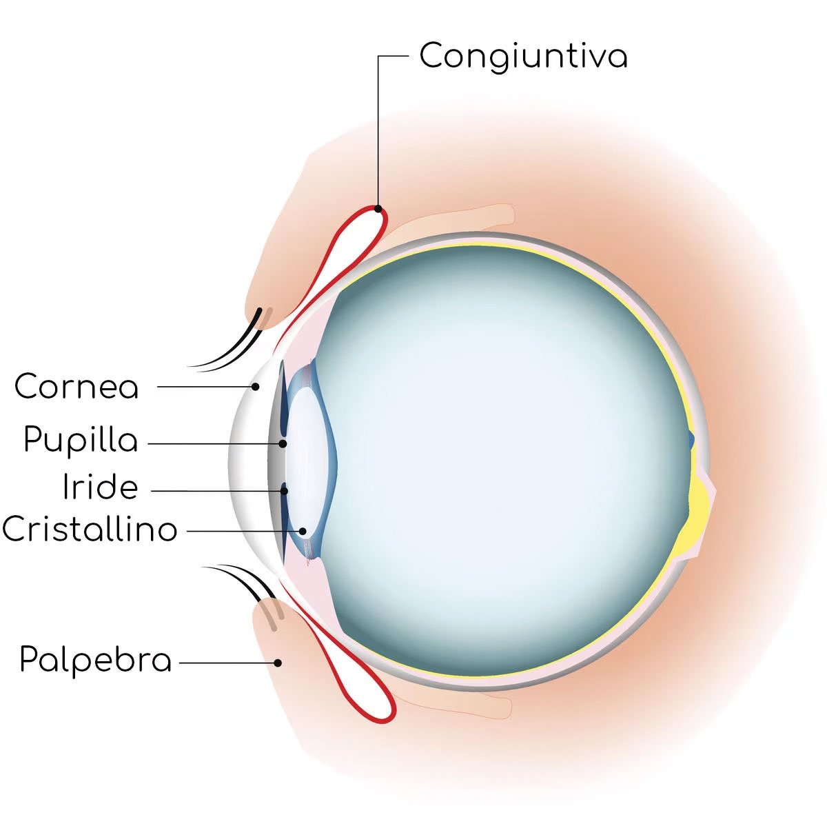 occhio-rosso-congiuntivite-anatomia-passani