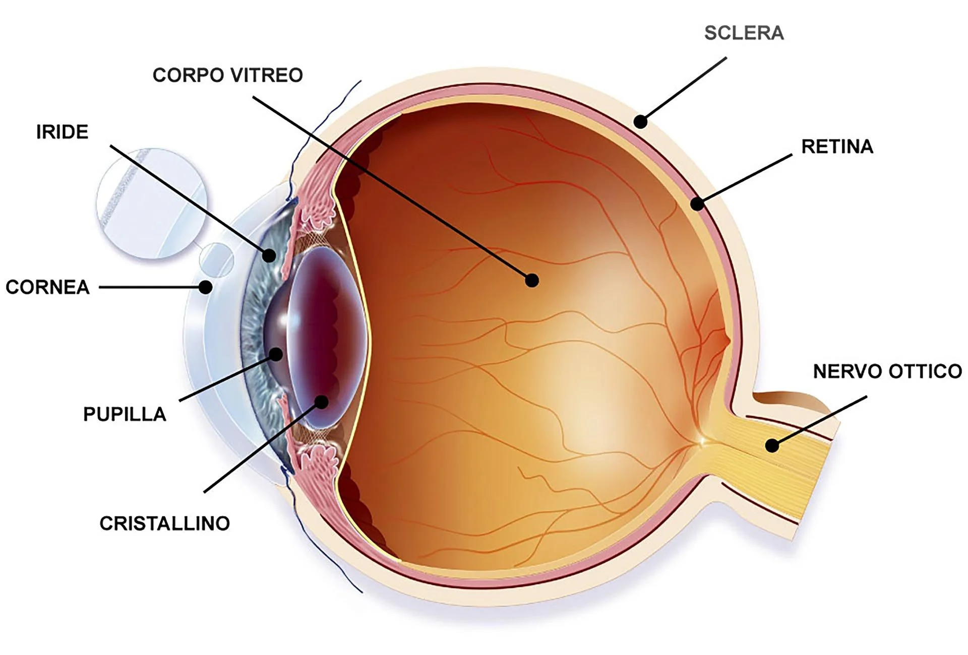 anatomia-occhio-cristallino-passani