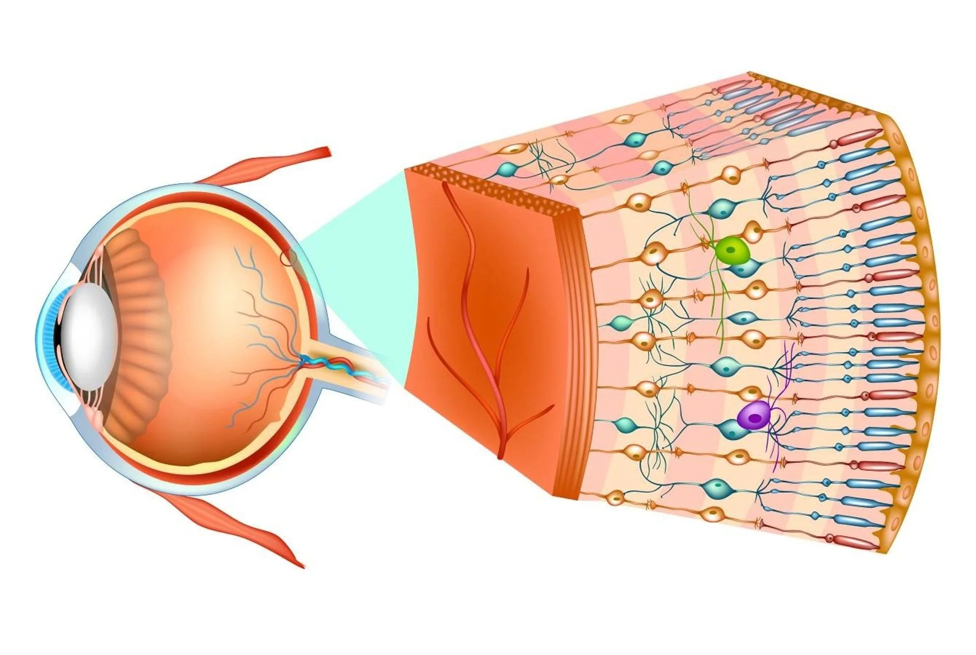 retina-anatomia-dr-andrea-passani
