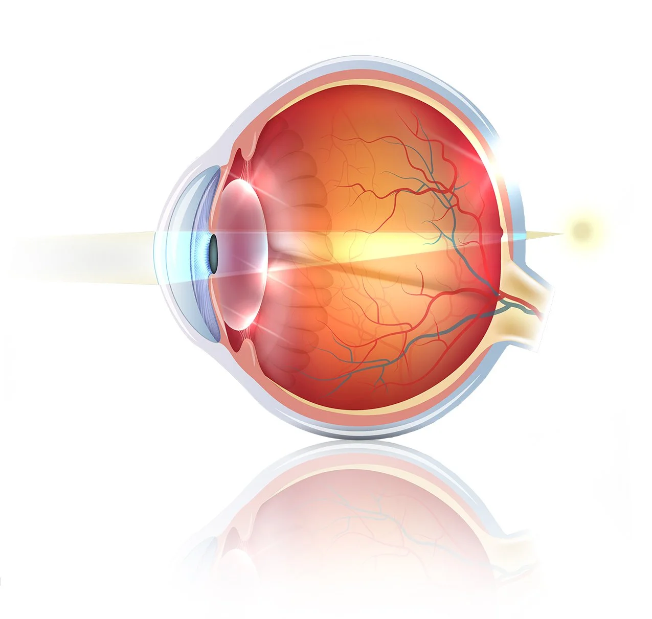 difetti-visivi-rifrazione-oculare-dr-andrea-passani-ipermetropia