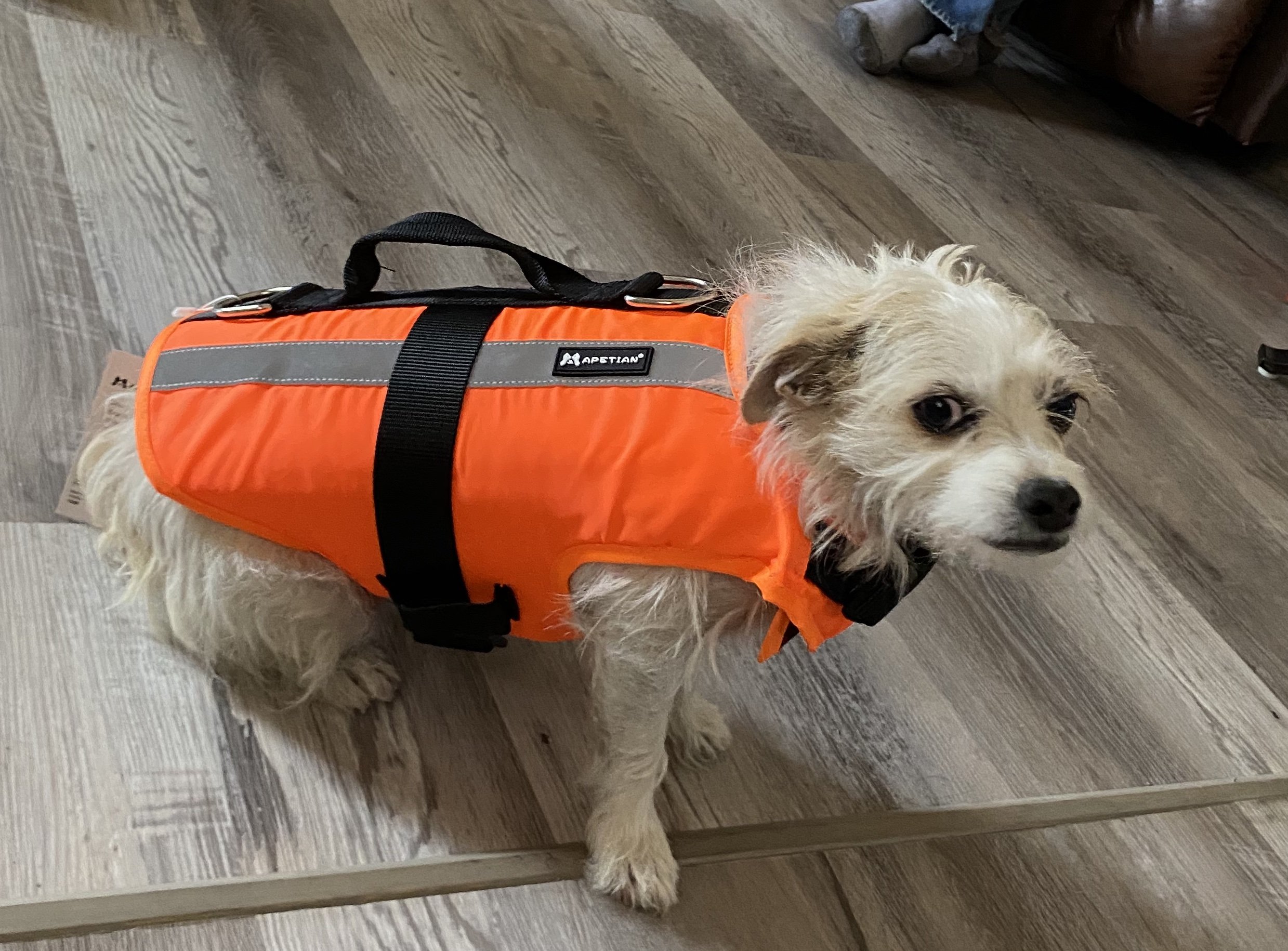 Daisy in her life jacket.jpg