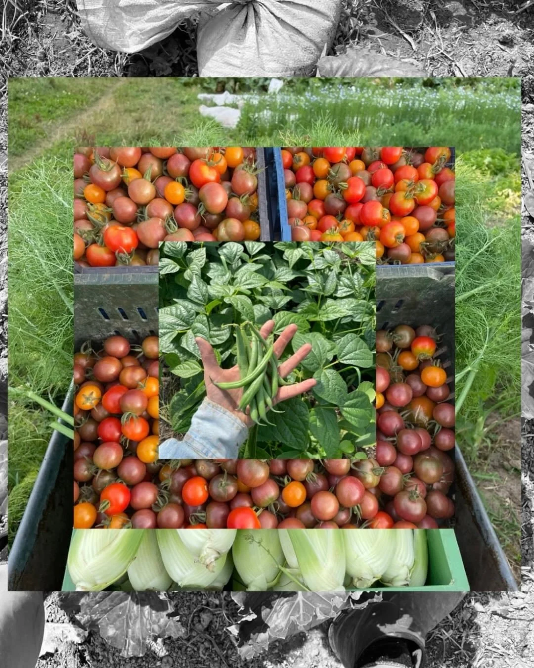 🍅🥒🧅GR&Oslash;NTSAGSORDNING 2026: Vi har stadig flere gr&oslash;ntsagskasser til salg. Vi er udsolgt for sm&aring; medlemskaber, men vi har flere af De Store tilbage. Du f&aring;r 8 enheder(gr&oslash;ntsager og urter) hver uge i 24 uger med start s