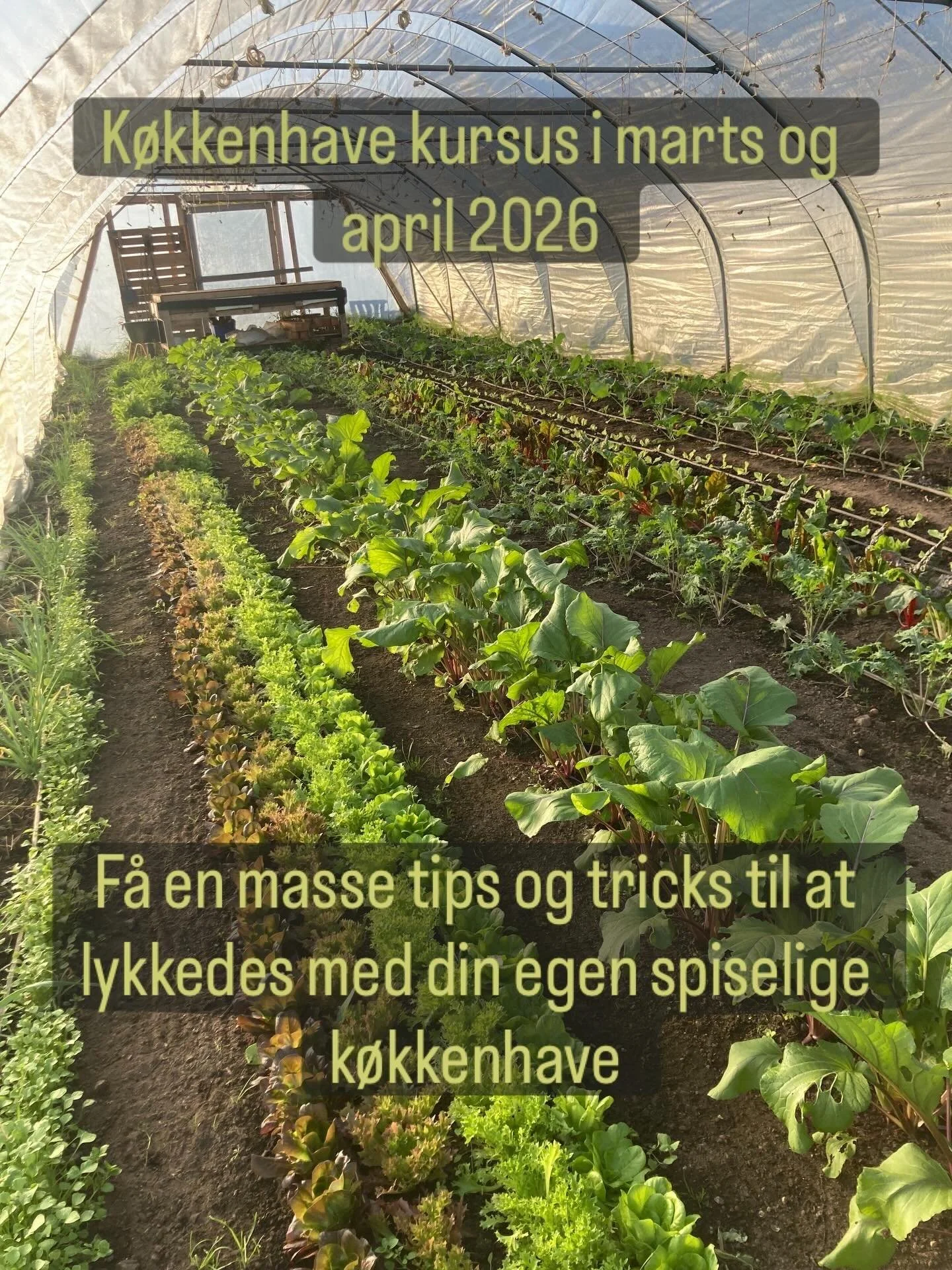 🌱Skal du med p&aring; K&oslash;kkenhave kursus i &aring;r? 🌱

Kom med til en sp&aelig;ndende dag i k&oslash;kkenhavens tegn, hvor du vil f&aring; viden om haveplanl&aelig;gning, s&aelig;dskifte, nye afgr&oslash;der, jord og jordforbedring, hvordan 