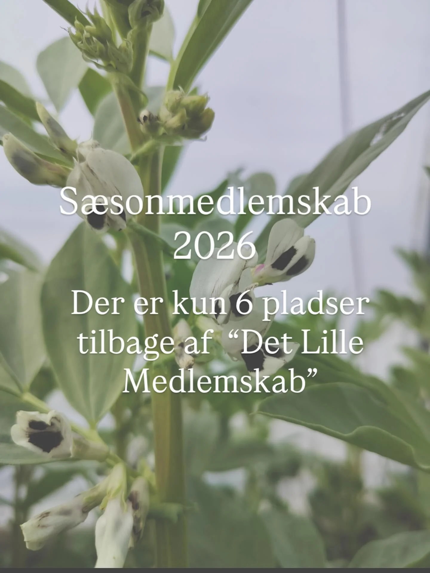 Vi oplever stor interesse for vores s&aelig;sonmedlemskab, og det er vi bare s&aring; taknemmelige for. Fantastisk at s&aring; mange &oslash;nsker at st&oslash;tte et lille jordbrug som os, og samtidig sikre sig selv nogle velsmagende og n&aelig;ring