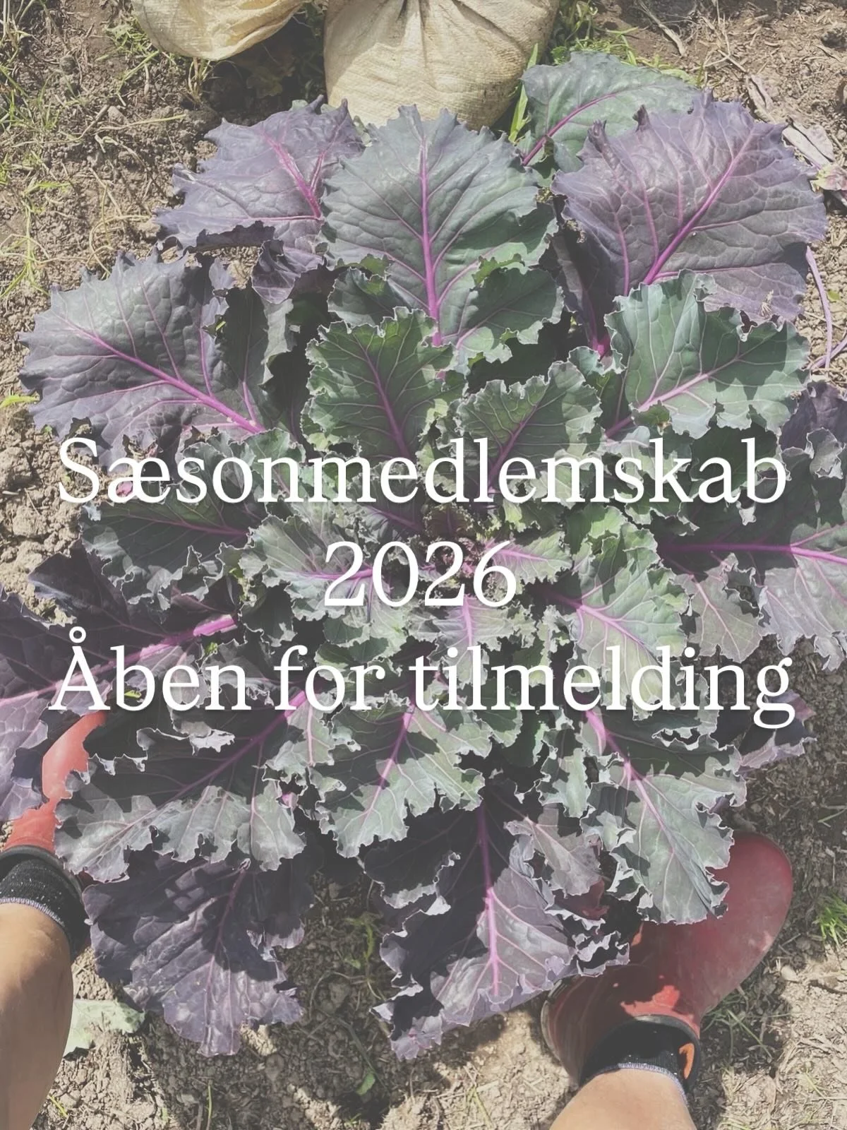 Tilmeld dig s&aelig;sonmedlemskab 2026 her: 
https://www.hoesteriet.dk/kontakt

Du f&aring;r:
- Friskh&oslash;stede gr&oslash;ntsager og urter i s&aelig;son 
- En relation til dine lokale b&oslash;nder
- Et gr&oslash;nt lokalt f&aelig;llesskab 
- Med