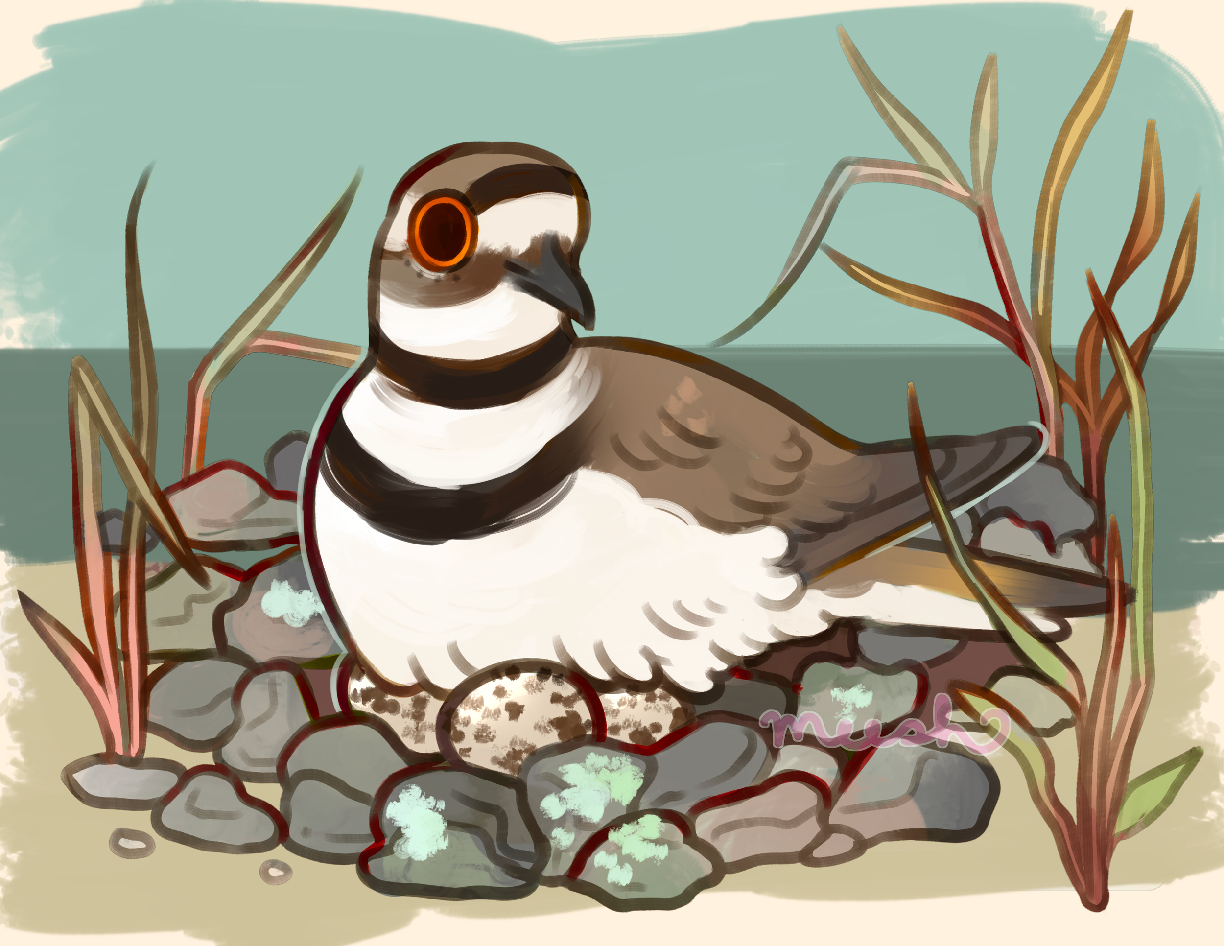 killdeer postcard wm.png