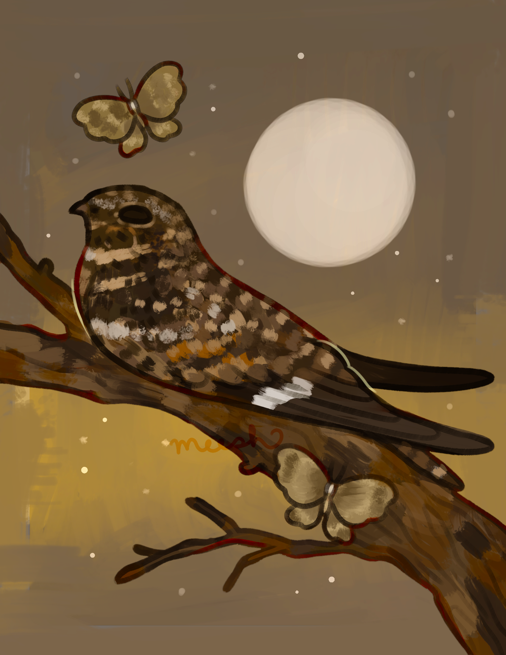 common nighthawk postcard 1 wm.png