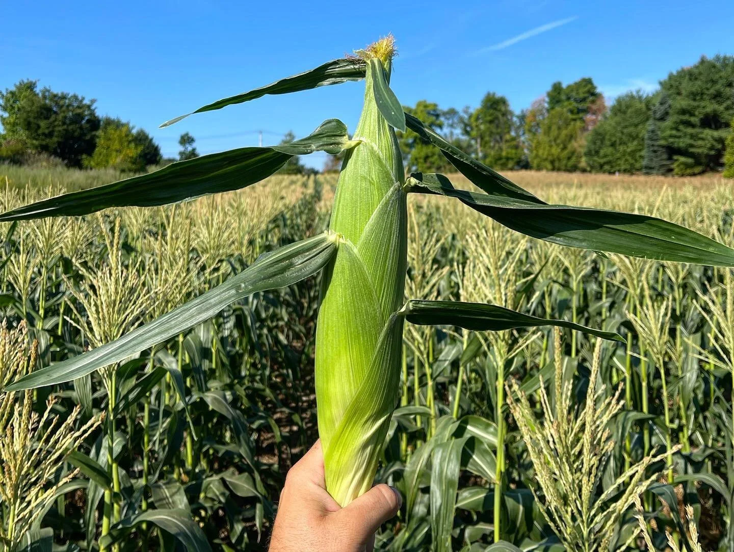 Bean Family Farm Local Farm Fresh Produce Pastures Meats Seasonal