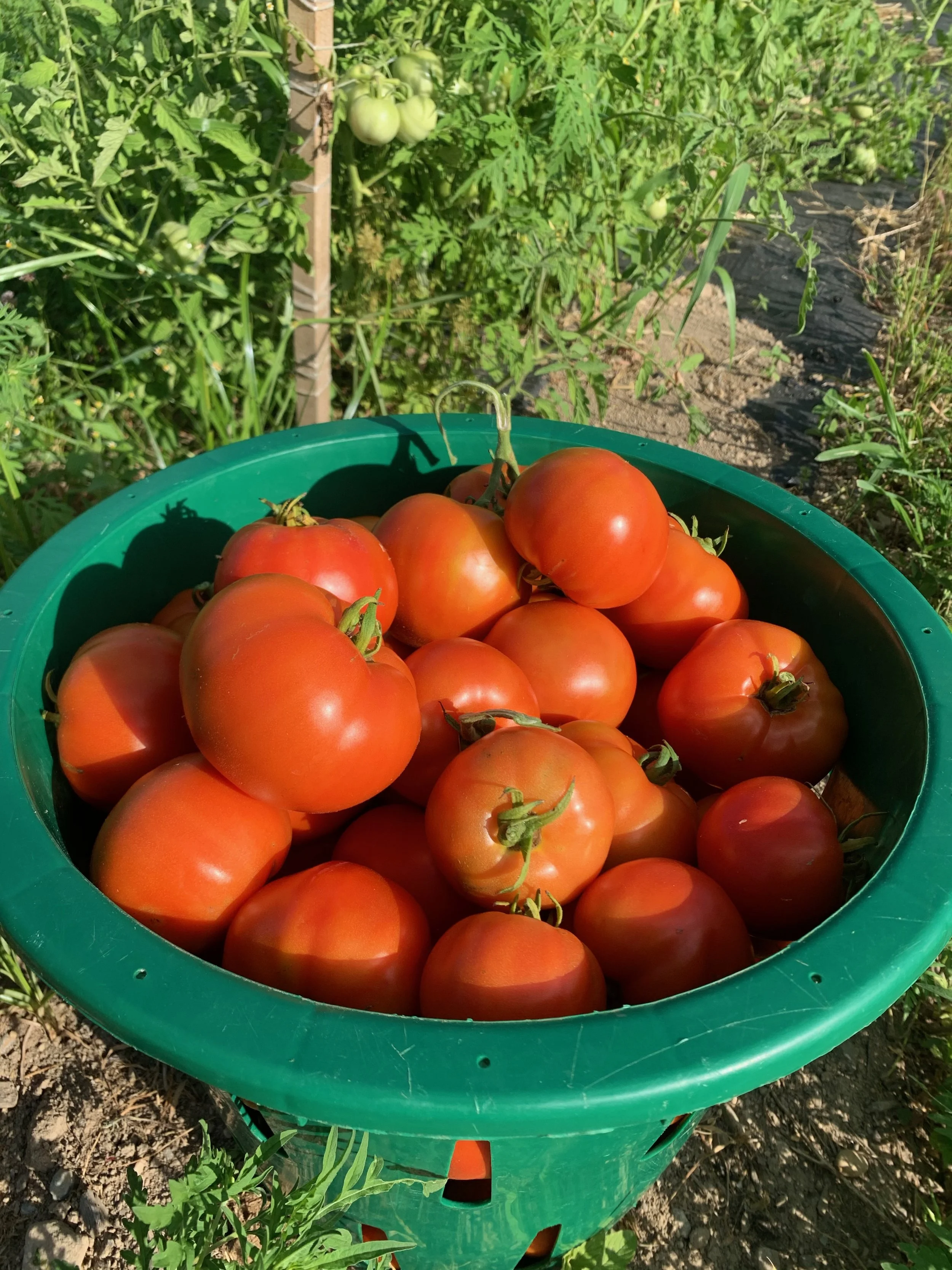 Bean Family Farm Local Farm Fresh Produce Pastures Meats Seasonal