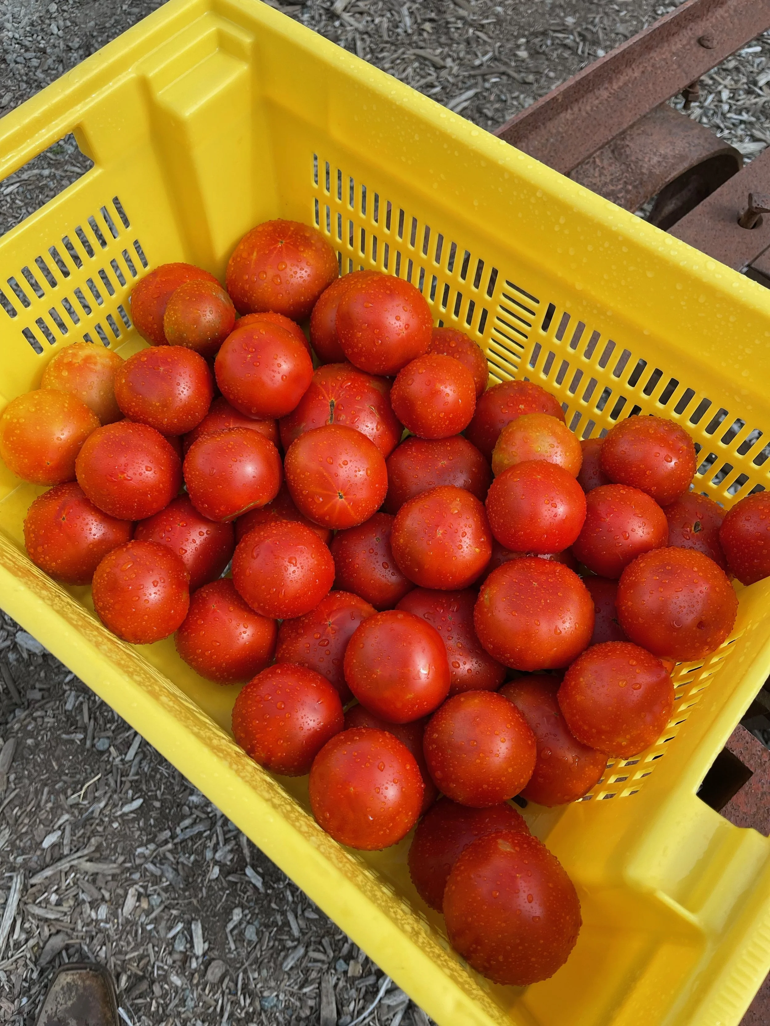 Bean Family Farm Local Farm Fresh Produce Pastures Meats Seasonal