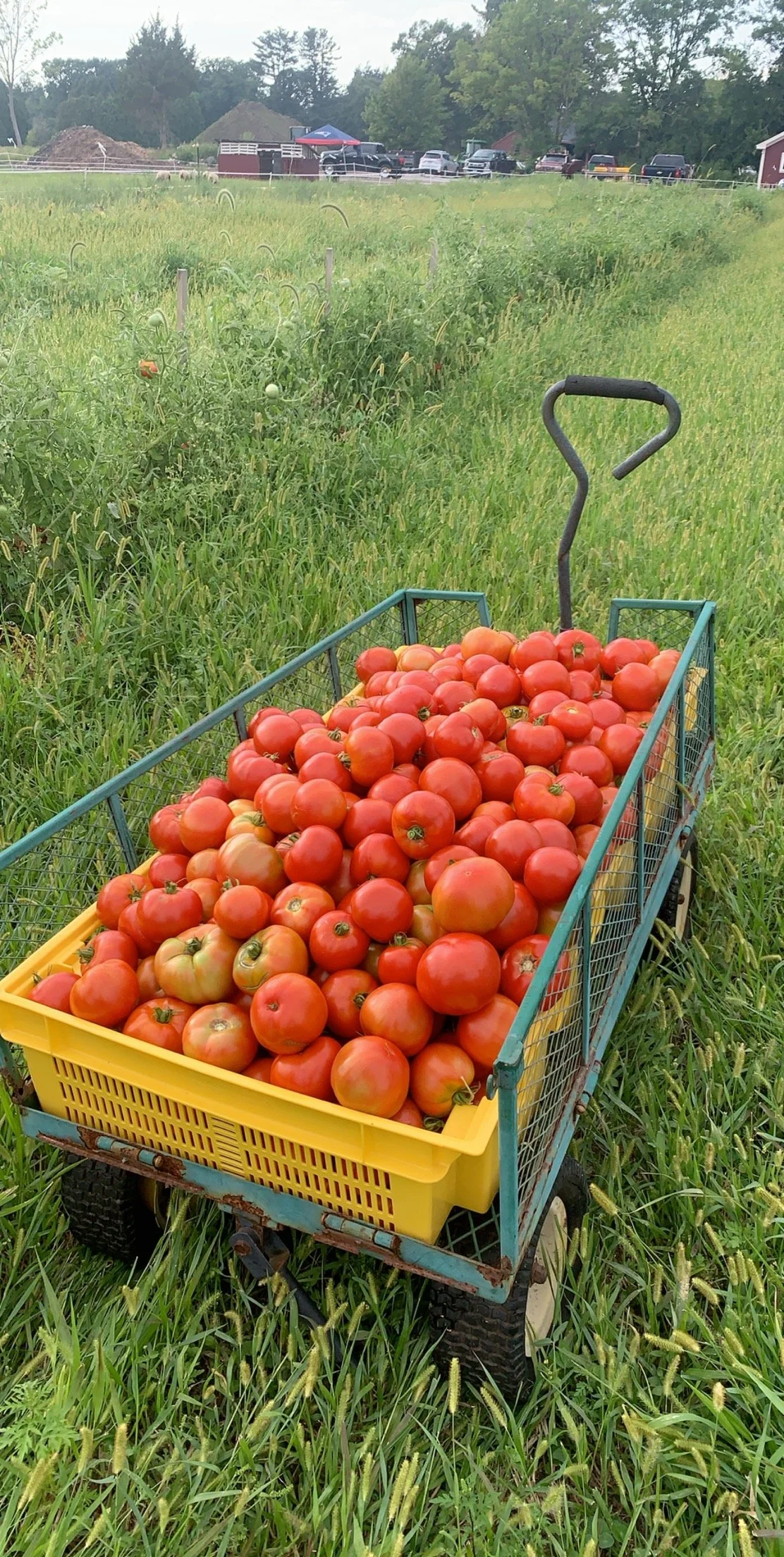 Bean Family Farm Local Farm Fresh Produce Pastures Meats Seasonal