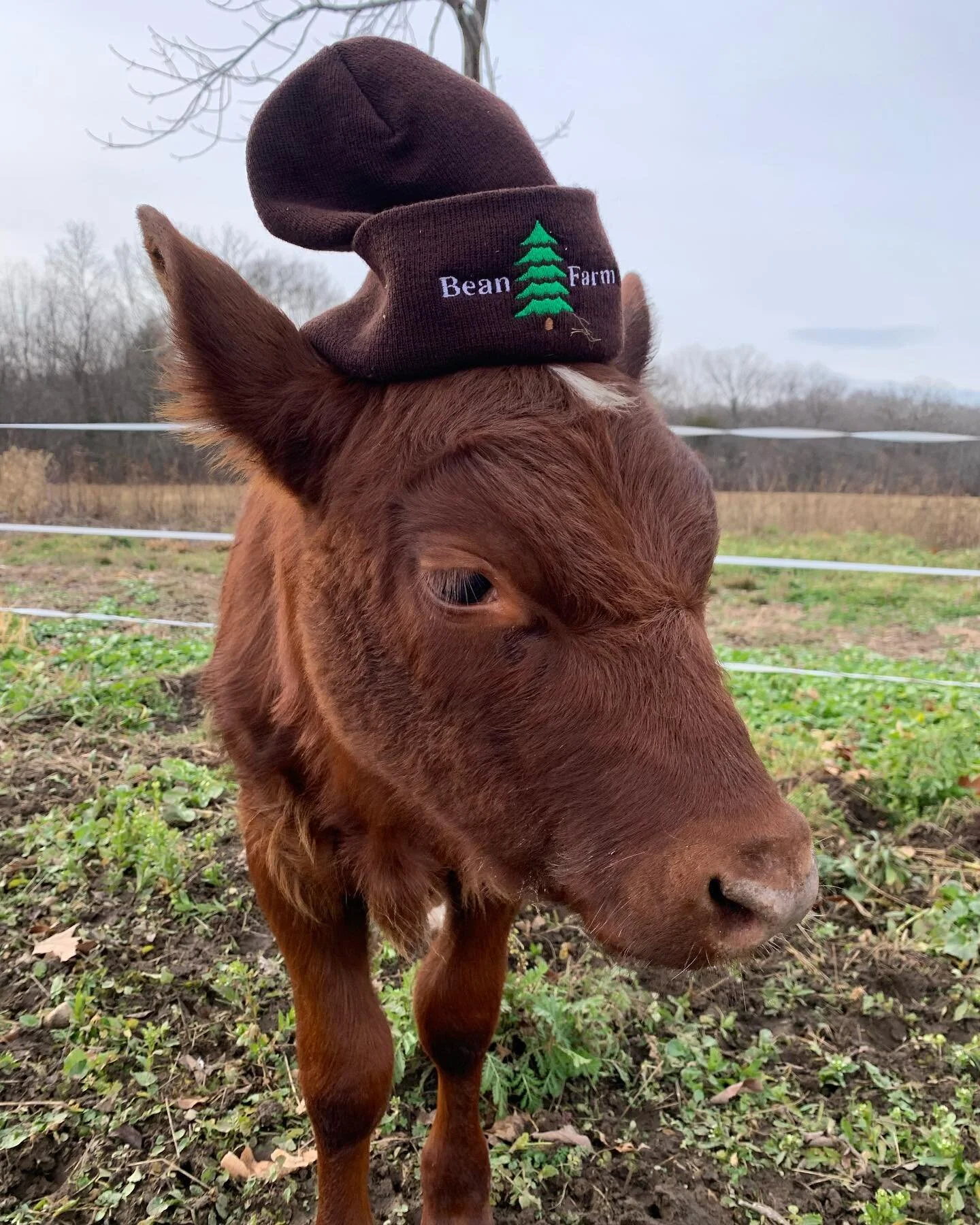 Bean Family Farm Local Farm Fresh Produce Pastures Meats Seasonal