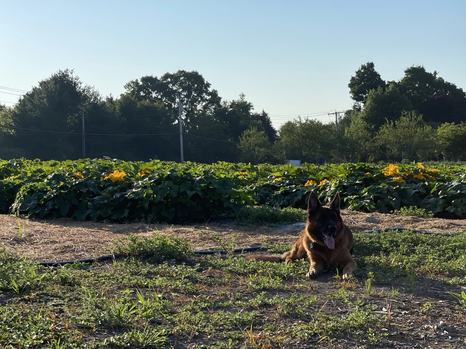 Our Story — Bean Family Farm