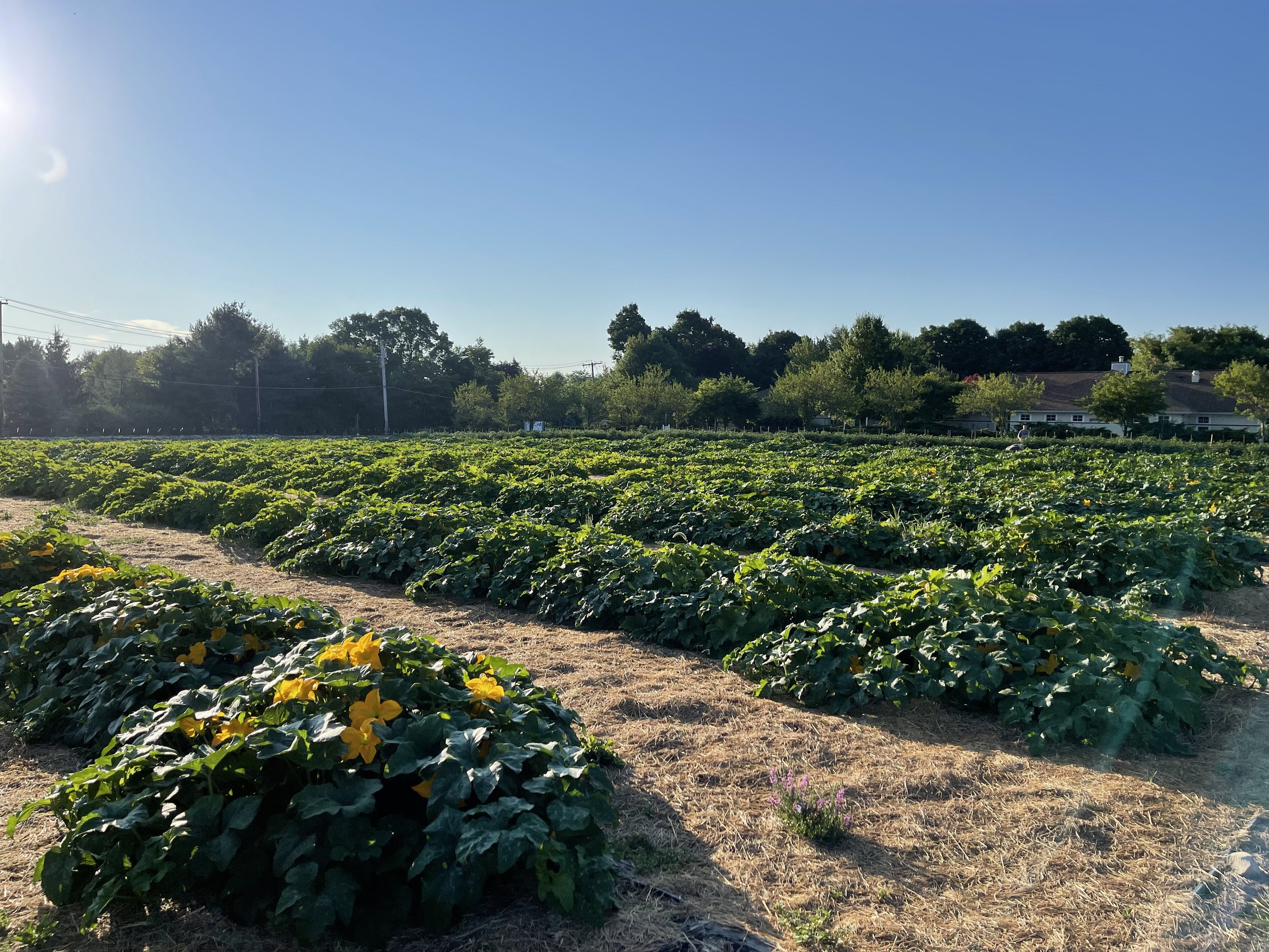 Bean Family Farm Local Farm Fresh Produce Pastures Meats Seasonal