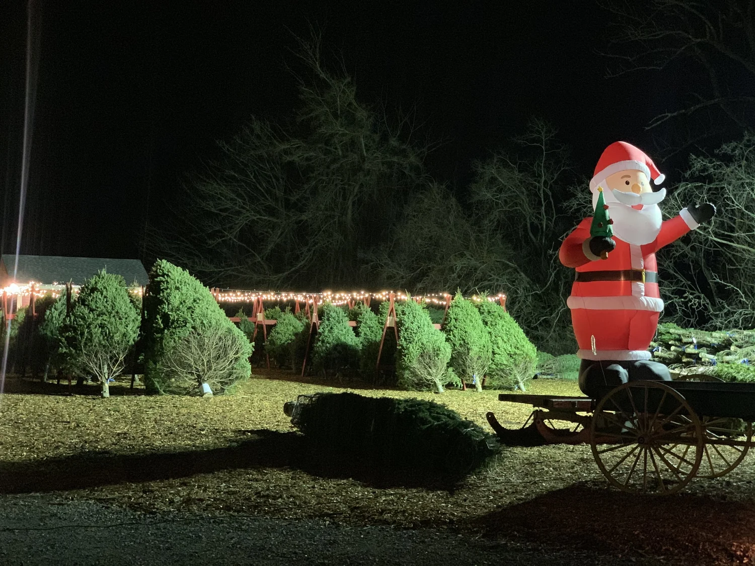 Christmas Festivities — Bean Family Farm