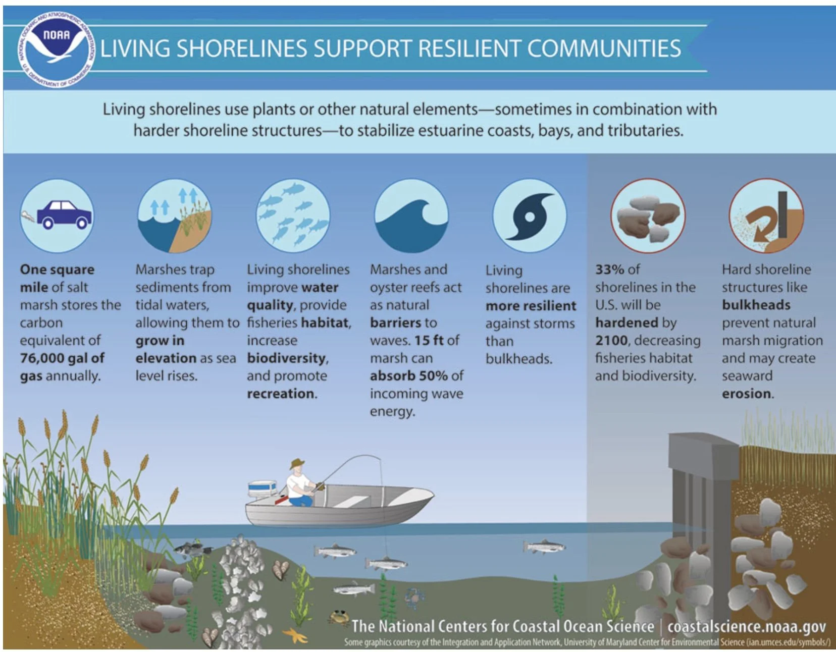 Living Shoreline vs Bulkhead