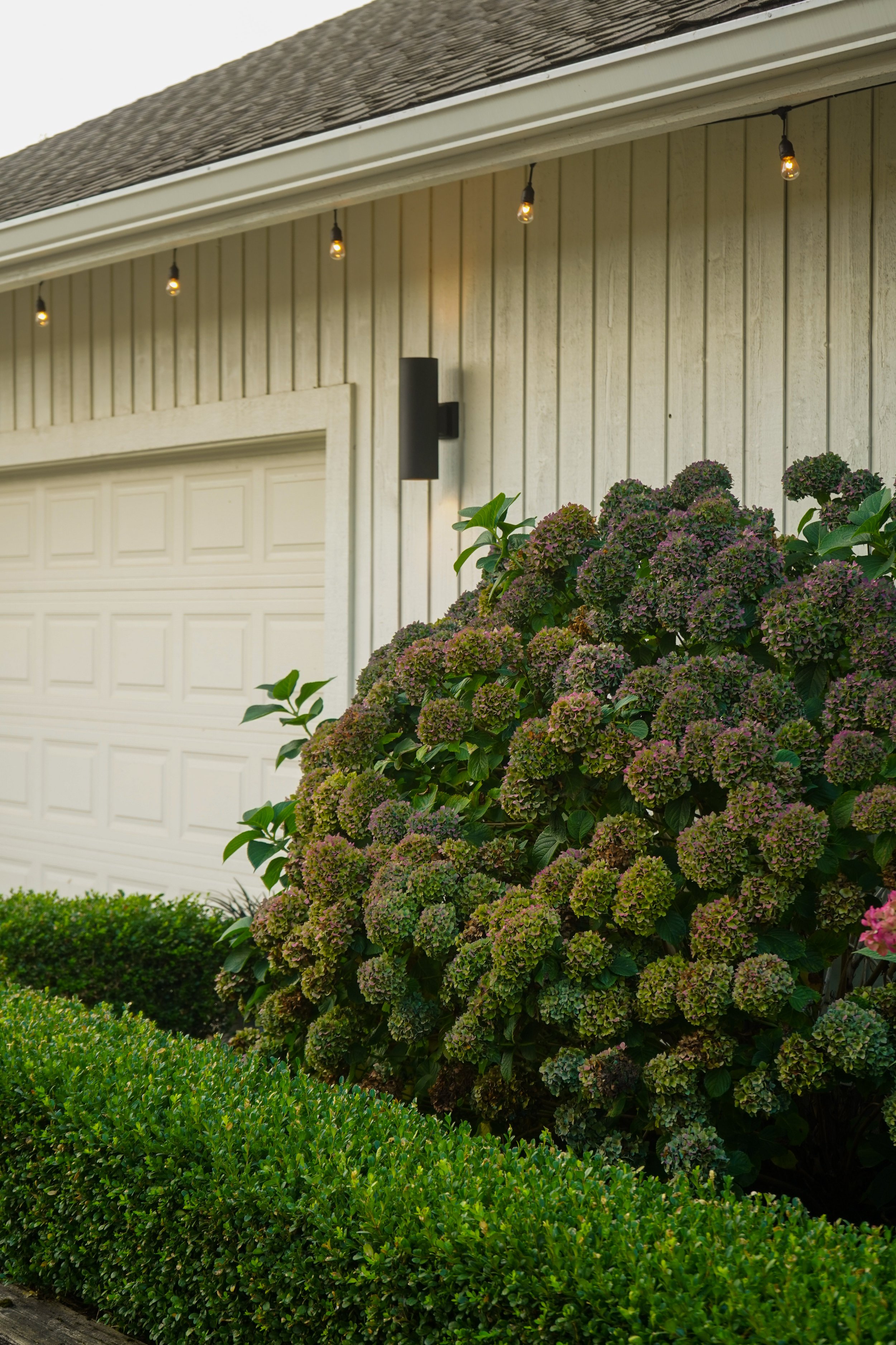 hydrangeas at Meadowlawn Farm