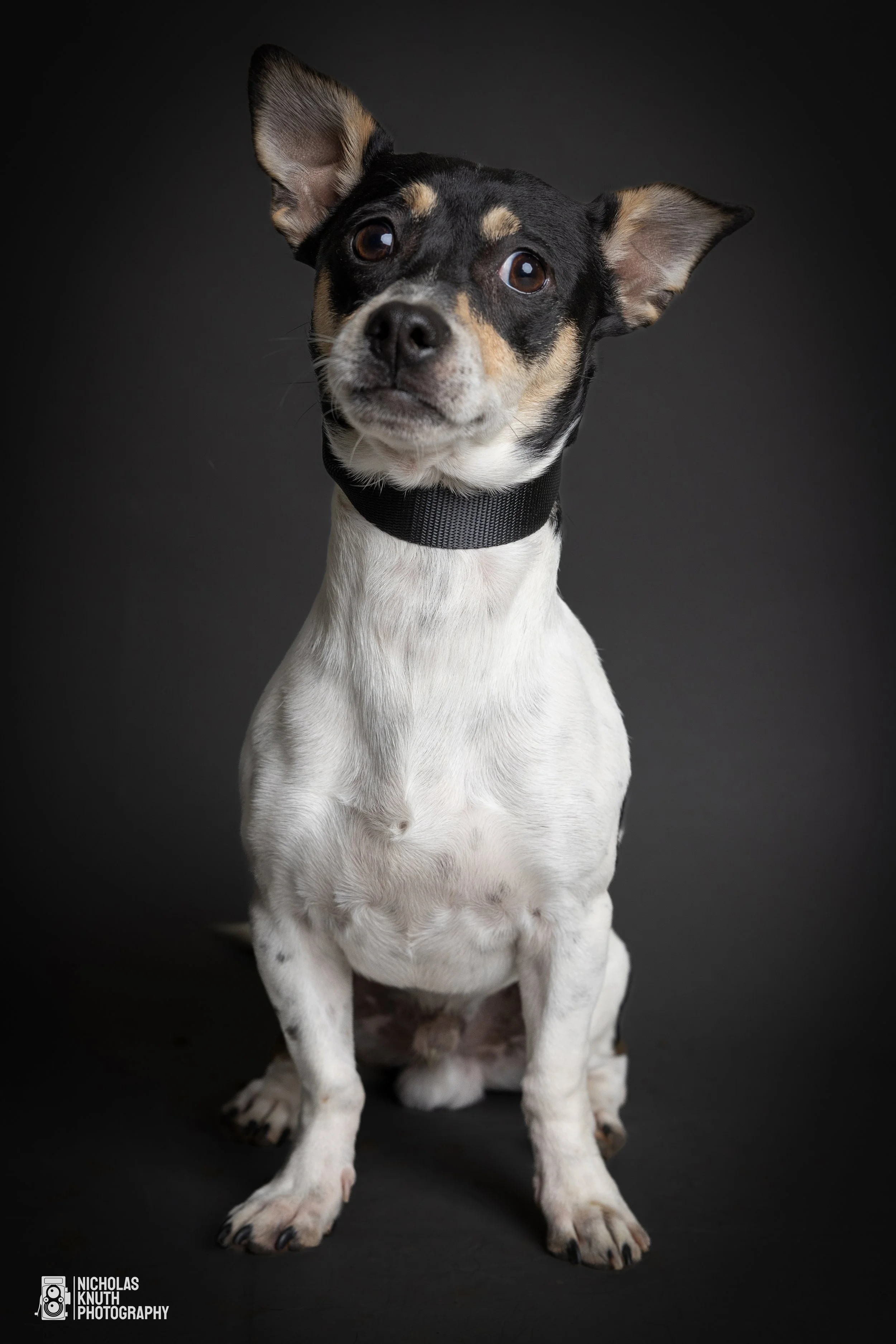 Dog Headshots-71.jpg