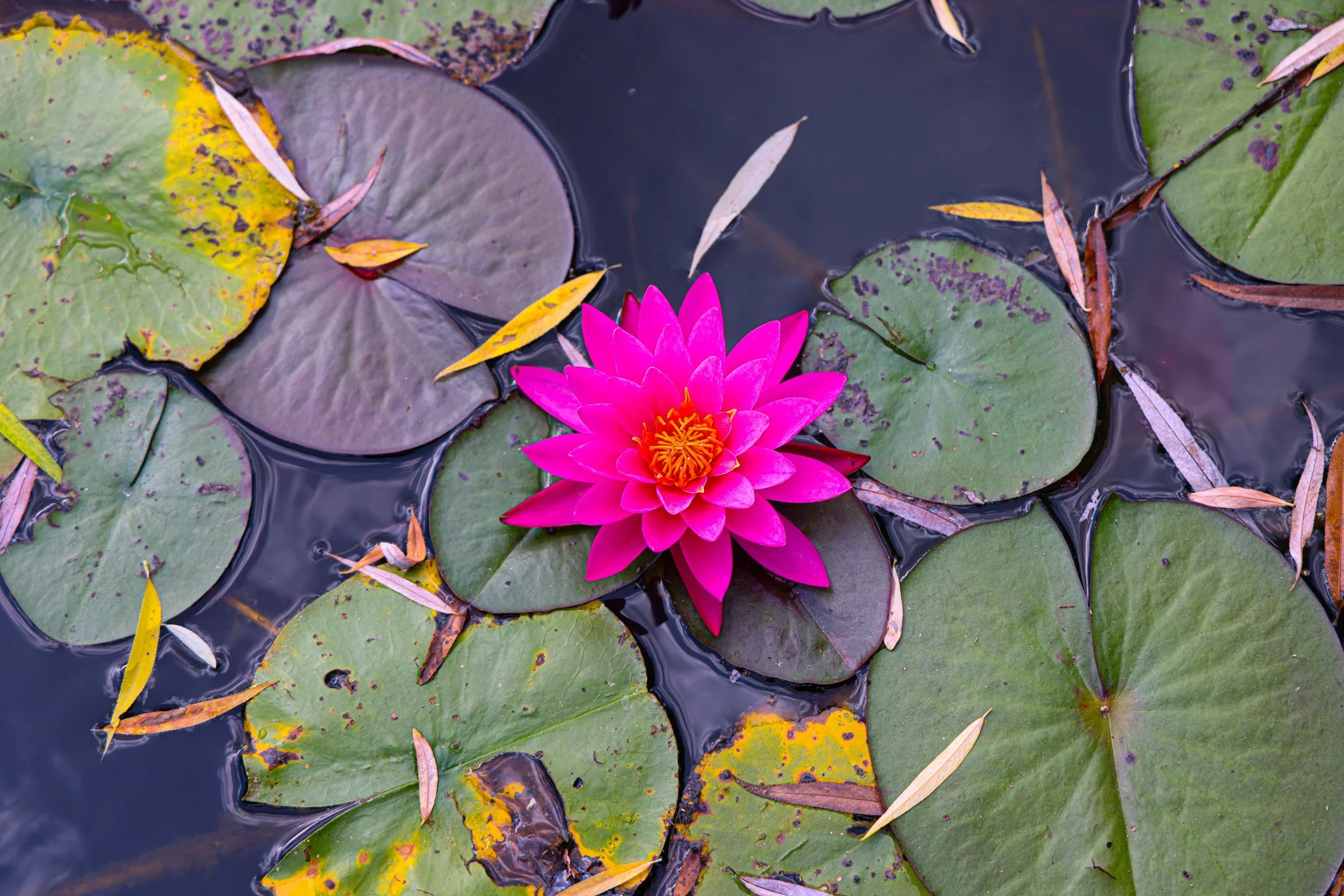 Landscape & Wildlife