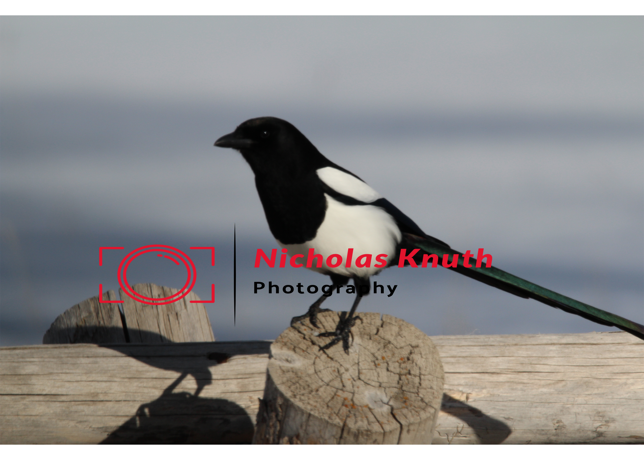 Magpie