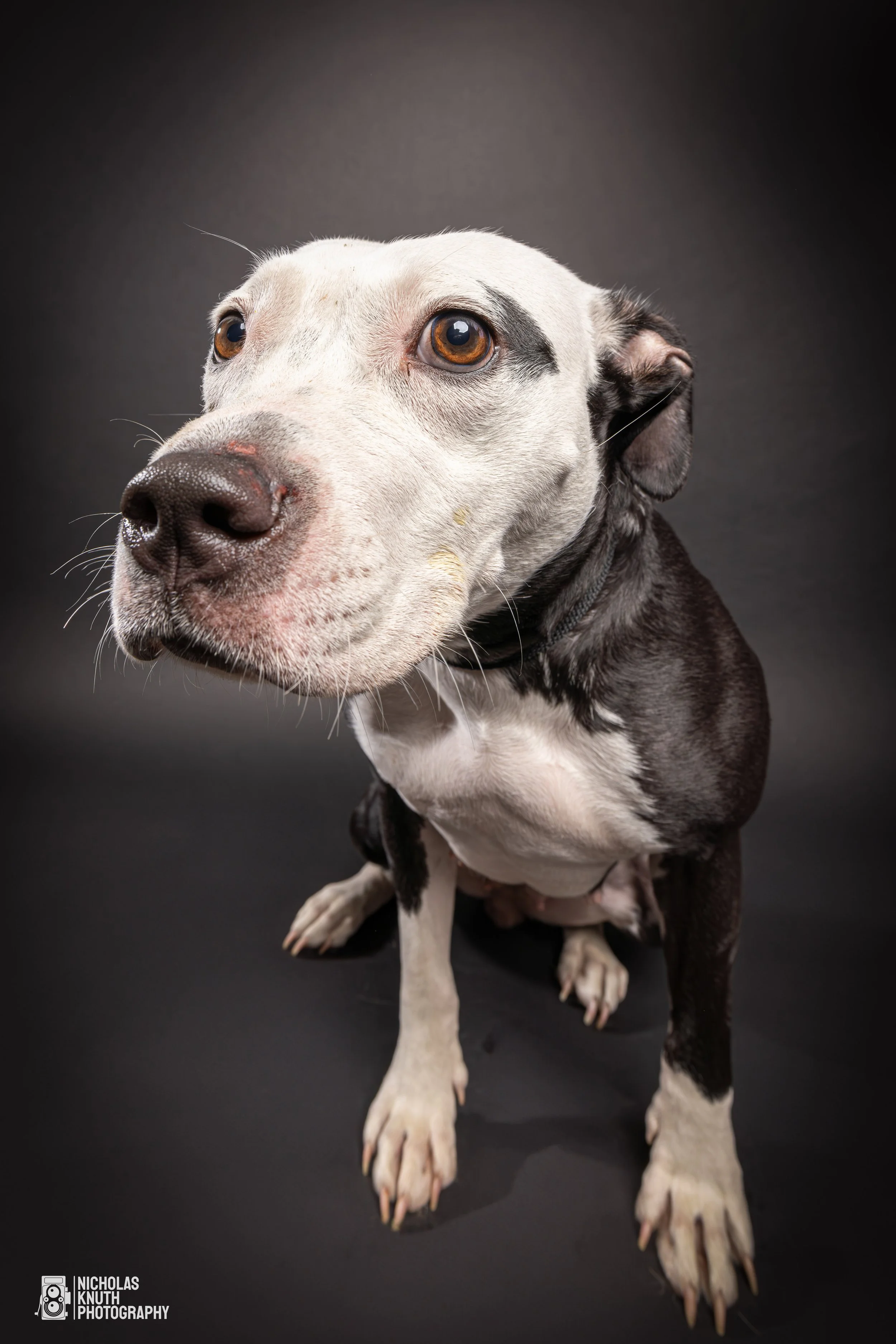 Many Paws-14.jpg