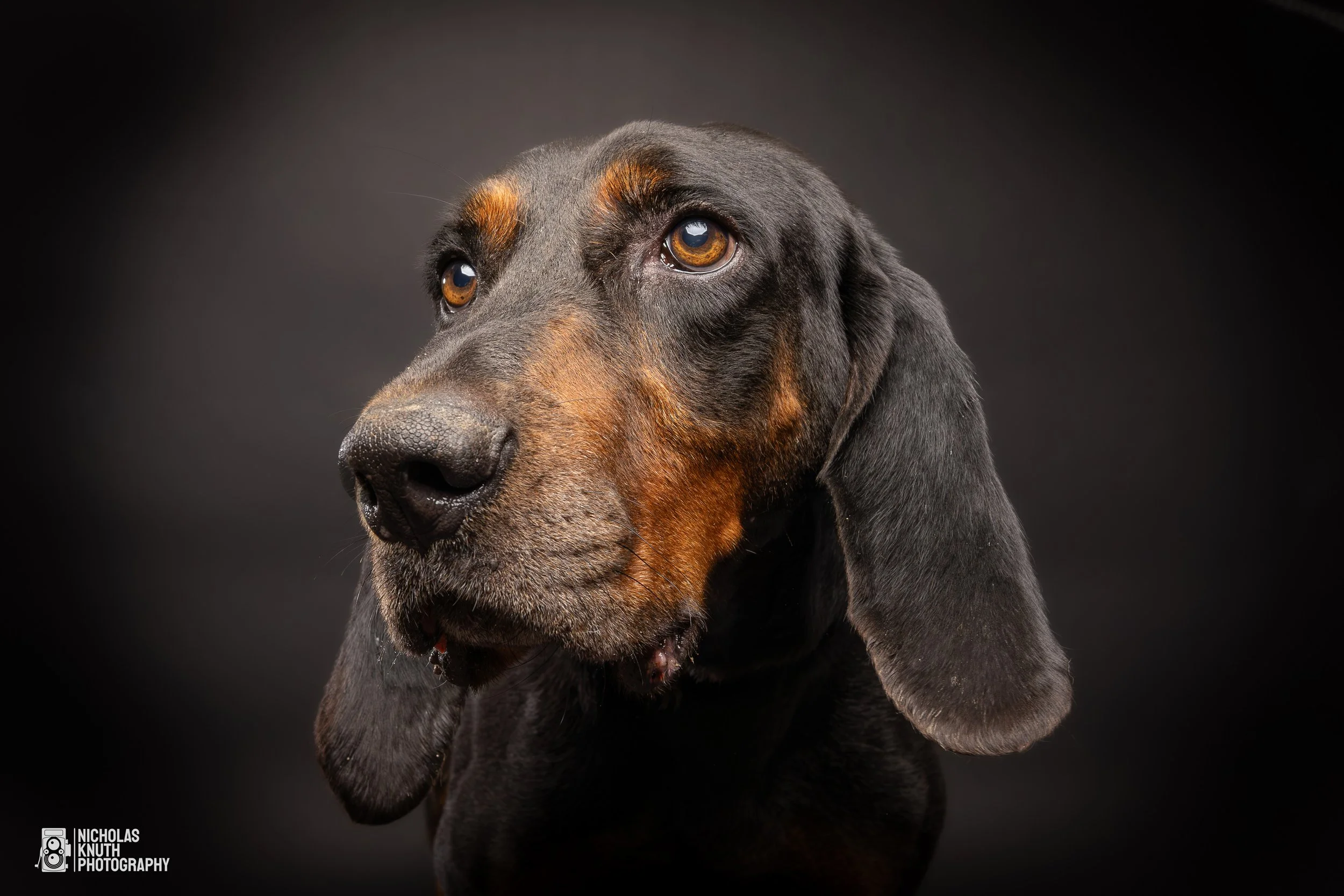 Many Paws XV-5.jpg