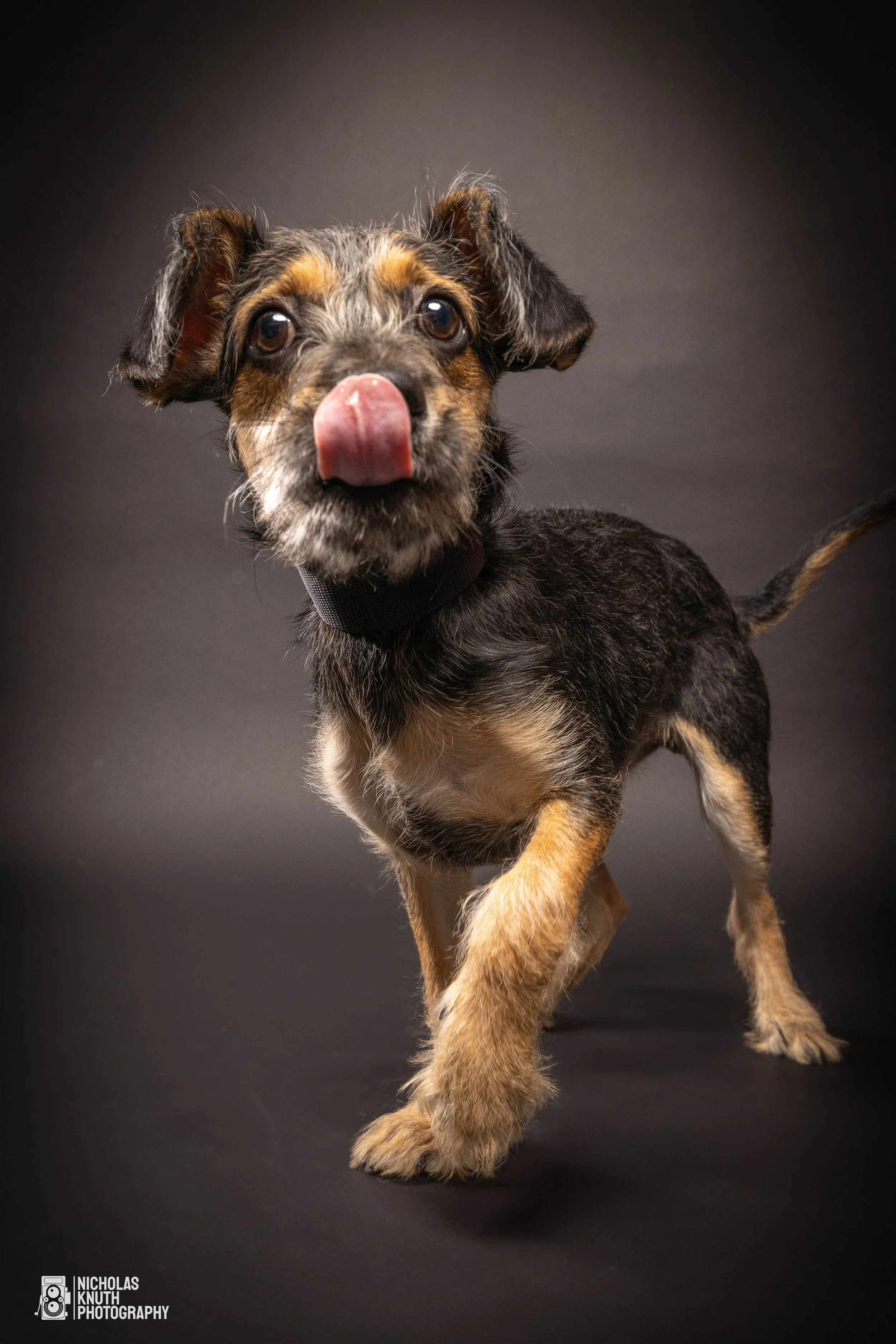 Many Paws-41.jpg