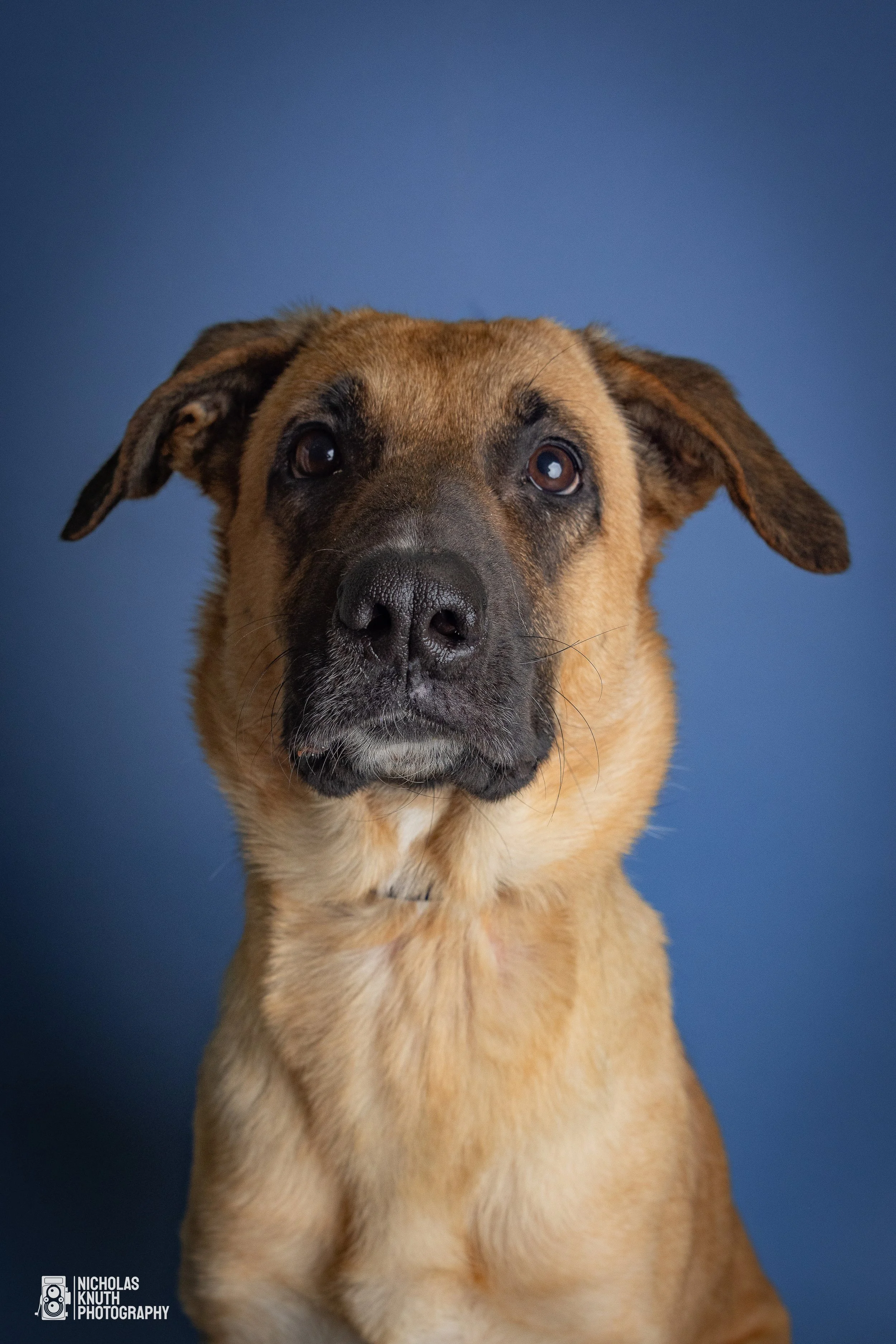 Dog Headshots-1.jpg