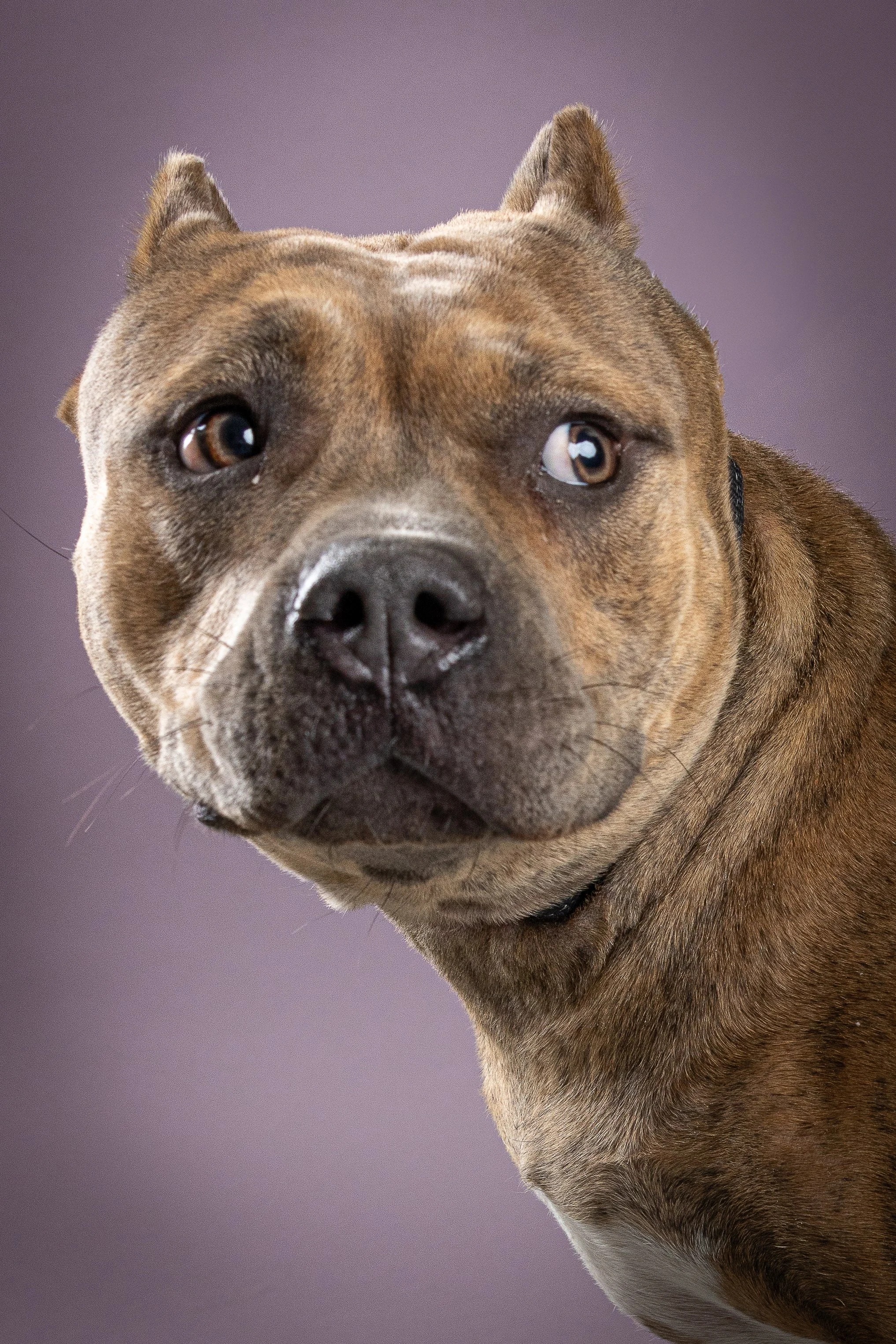 Many Paws IV-18.jpg