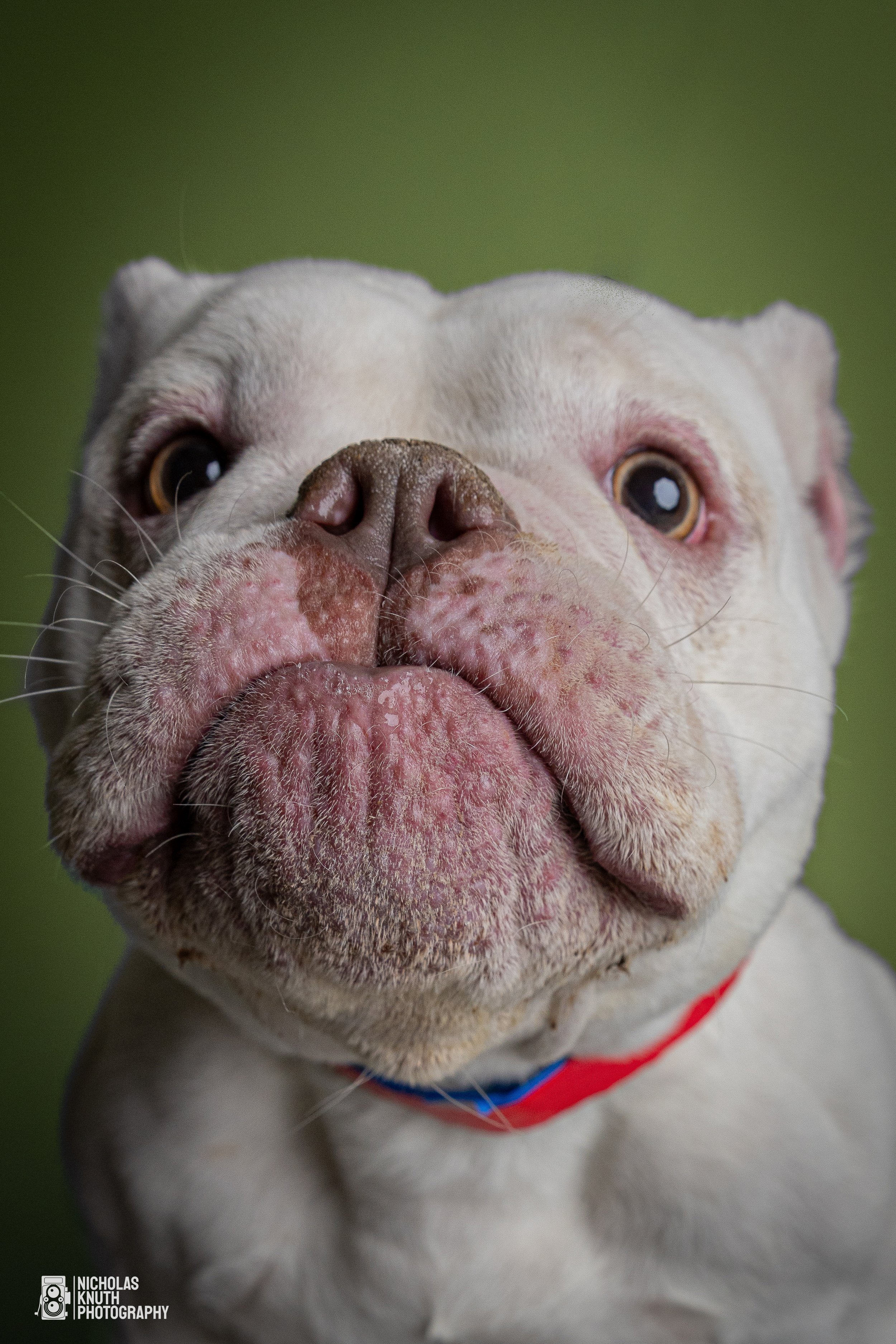 Dog Headshots-17.jpg