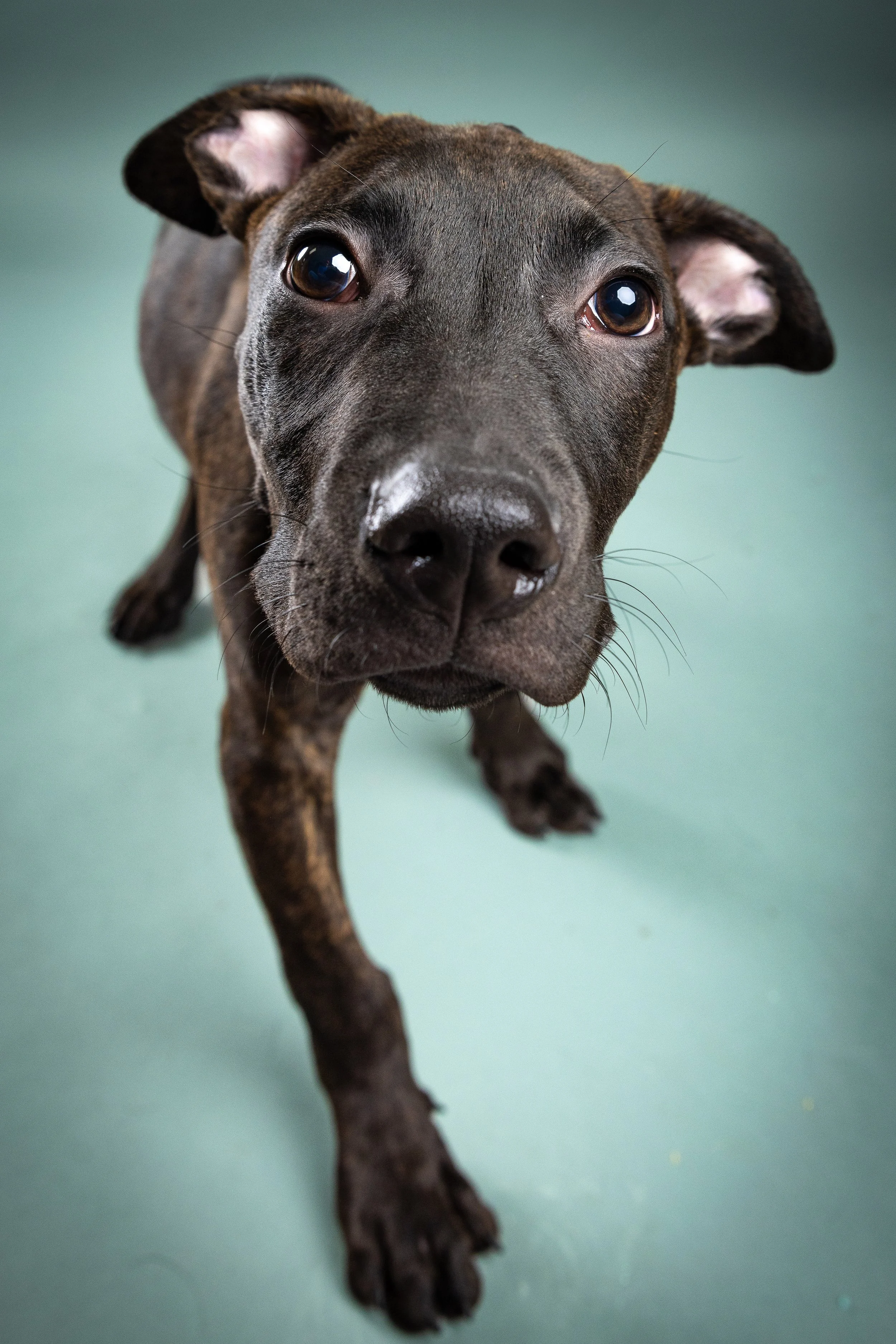 Many Paws IV-11.jpg
