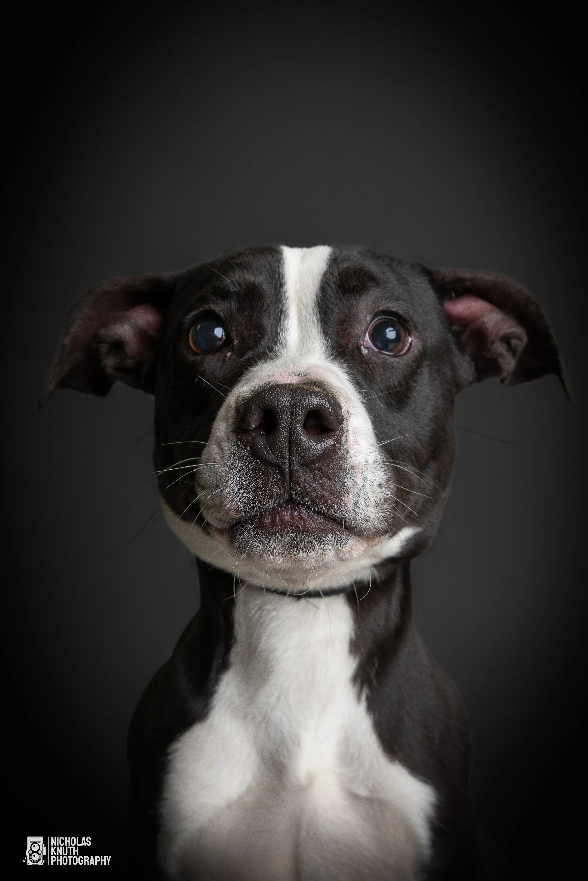 Dog Headshots-7-2.jpg