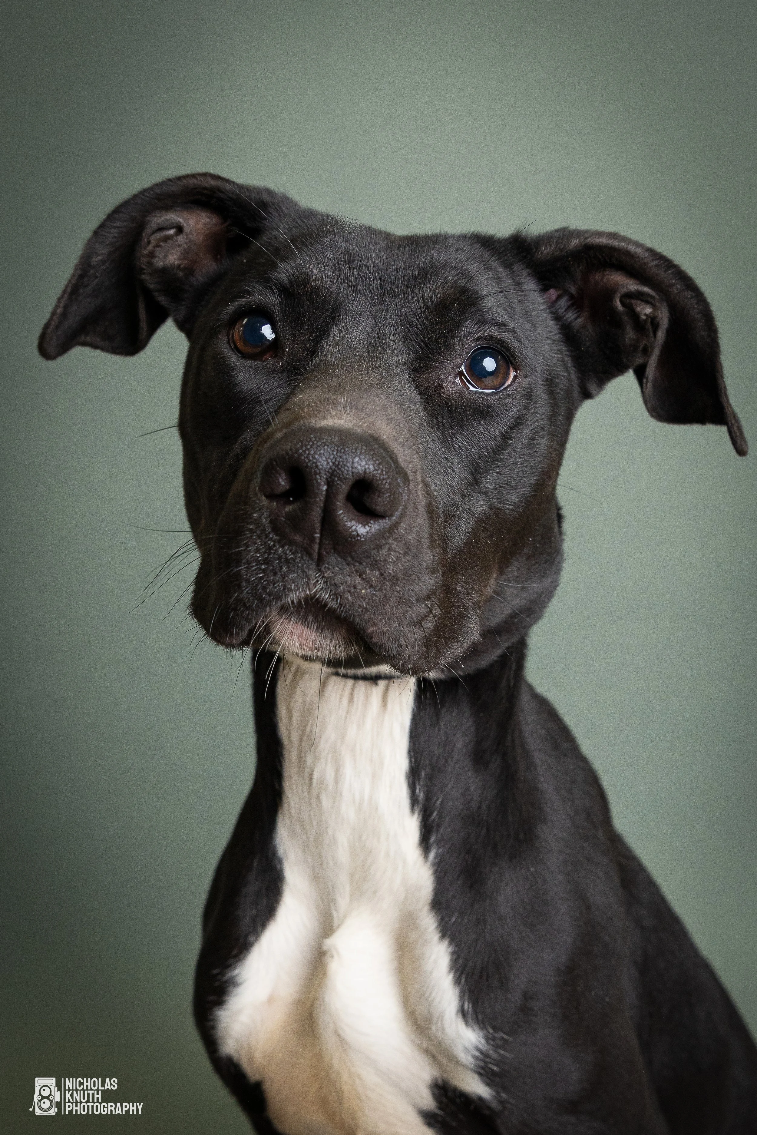 Dog Headshots-27.jpg