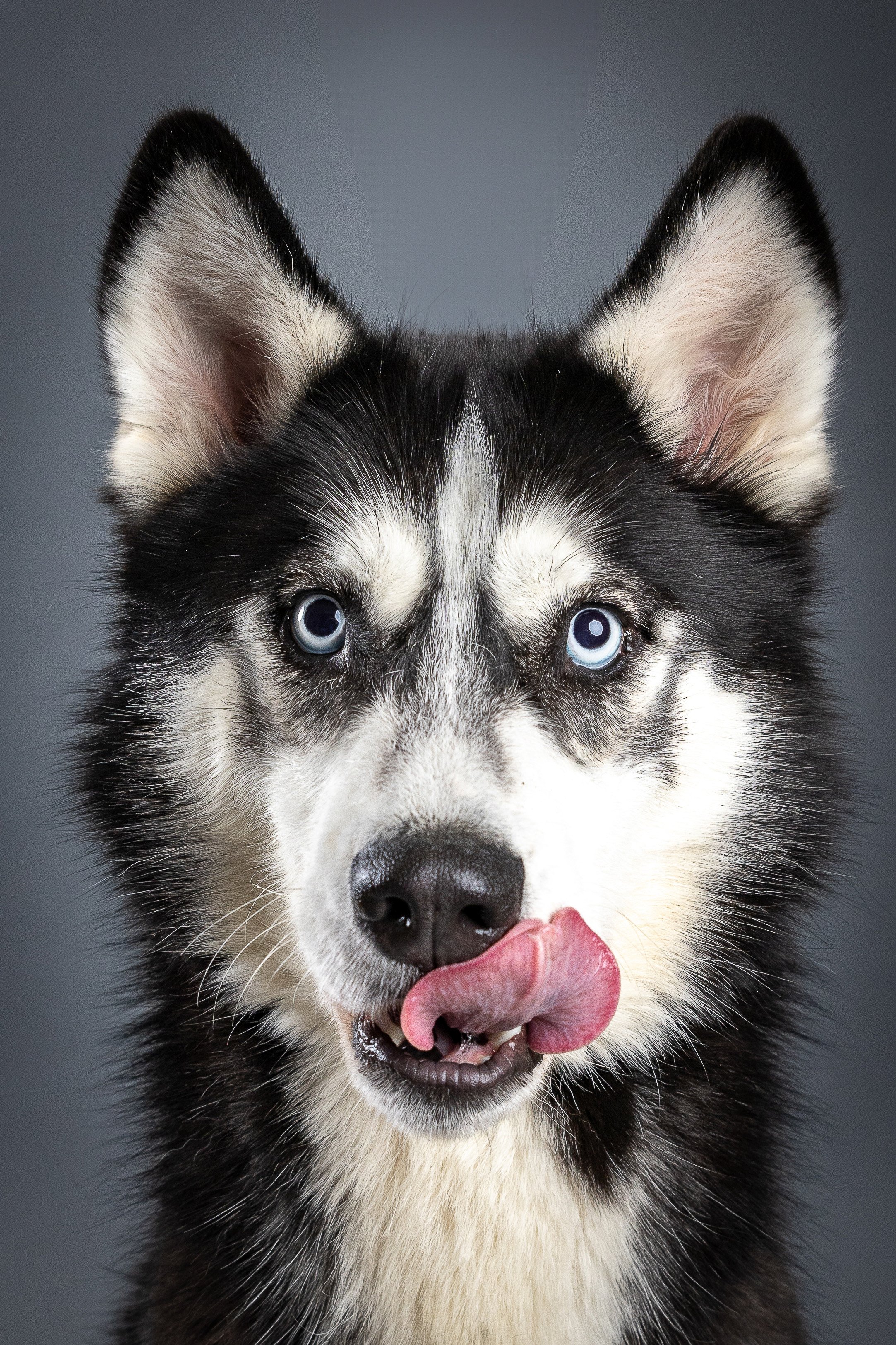 Many Paws IV-2.jpg