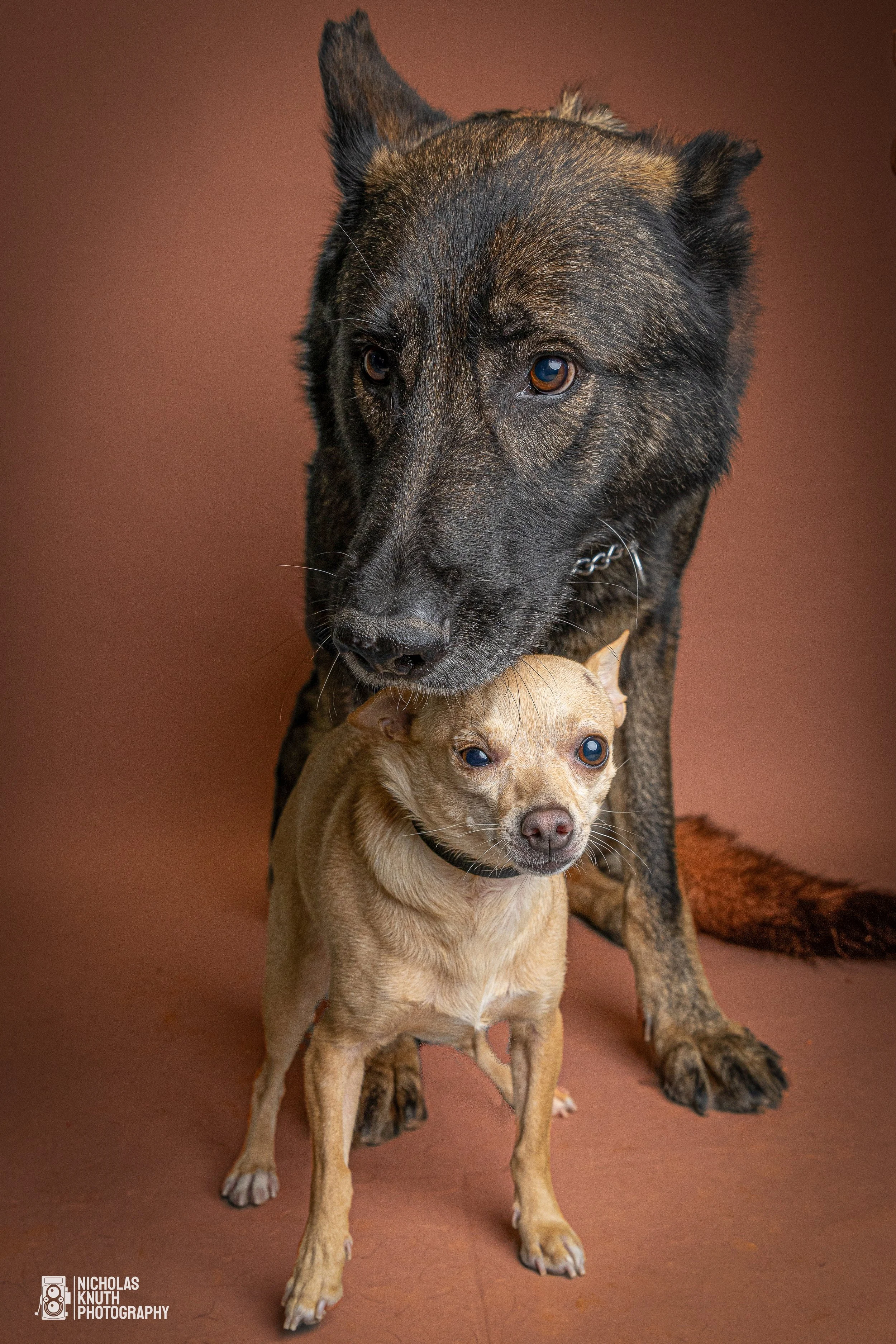 Dog Headshots-55.jpg