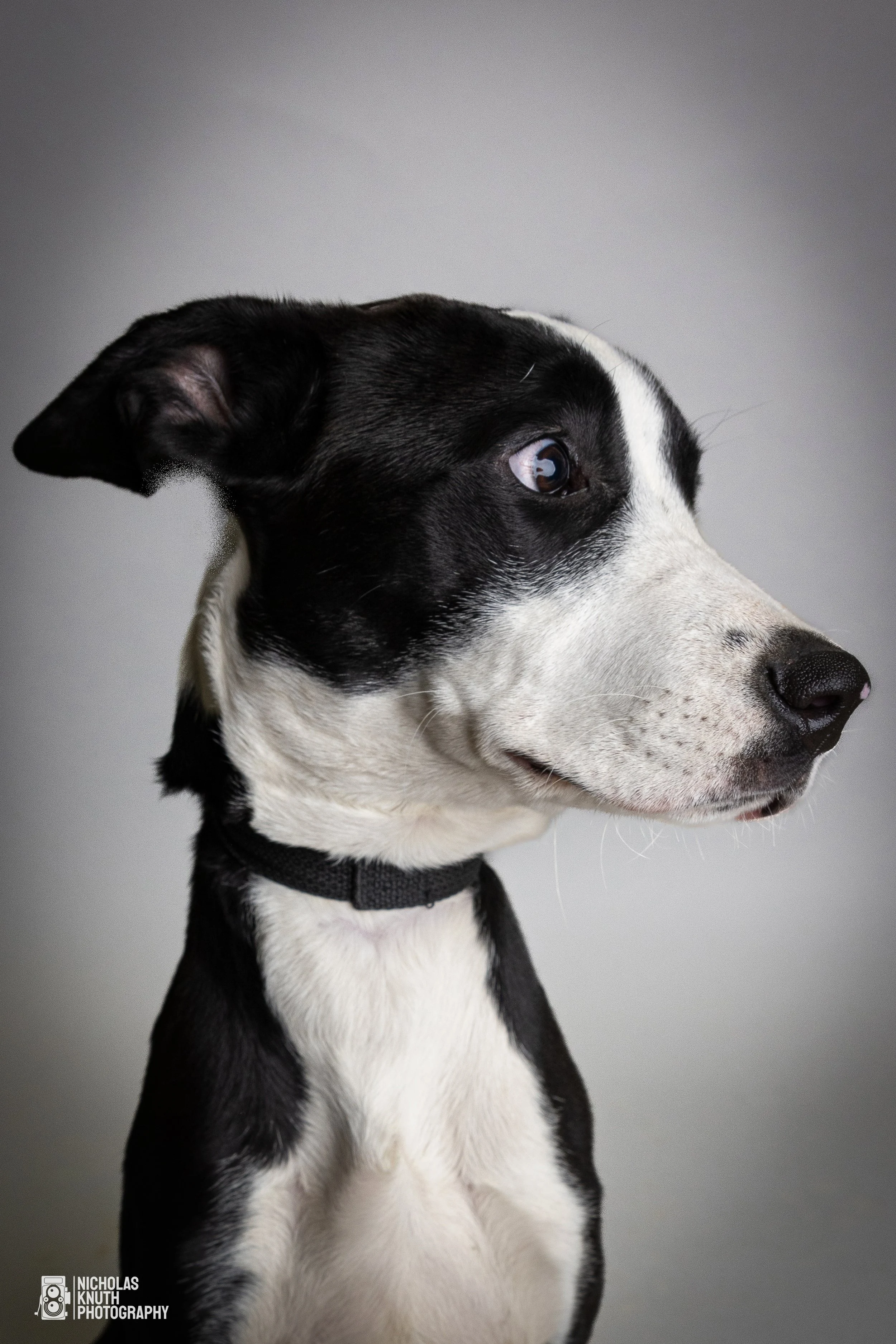Dog Headshots-23.jpg
