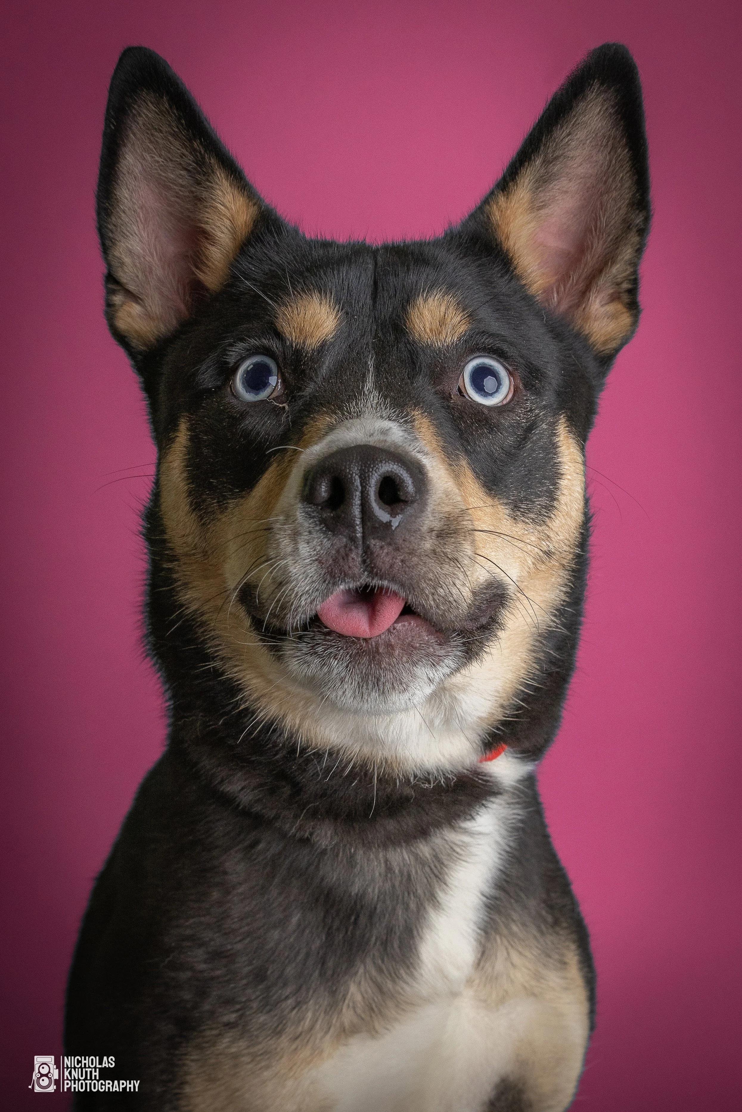 Dog Headshots-8.jpg