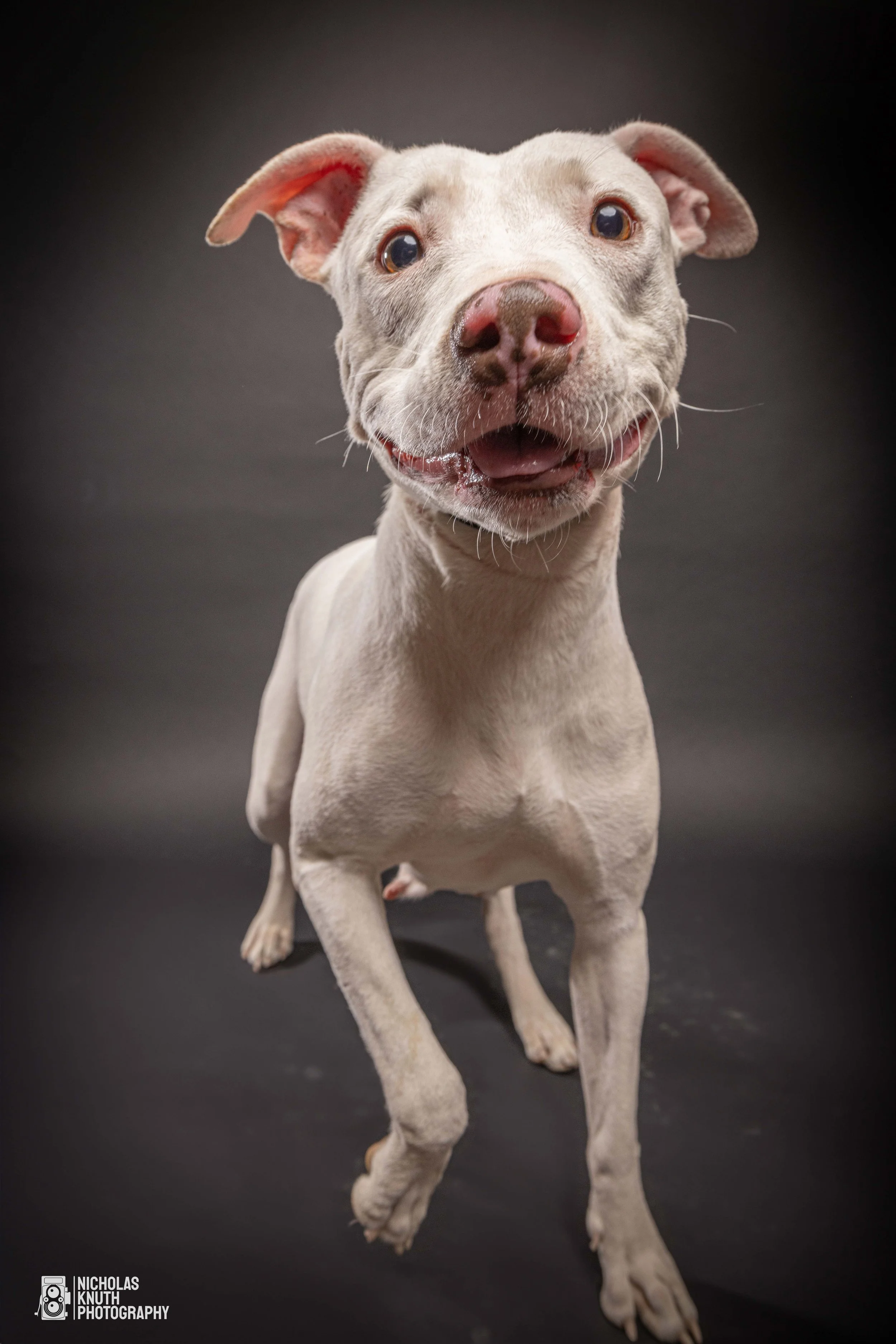 Many Paws-30.jpg