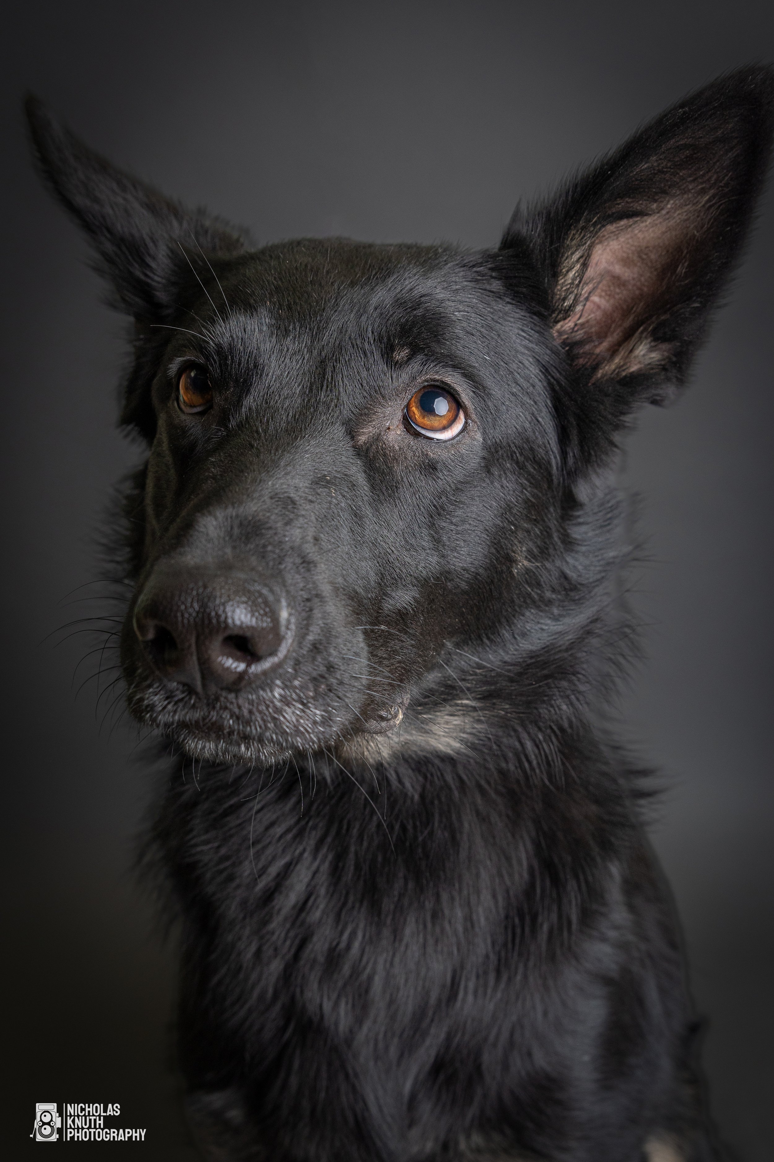 Dog Headshots-50.jpg