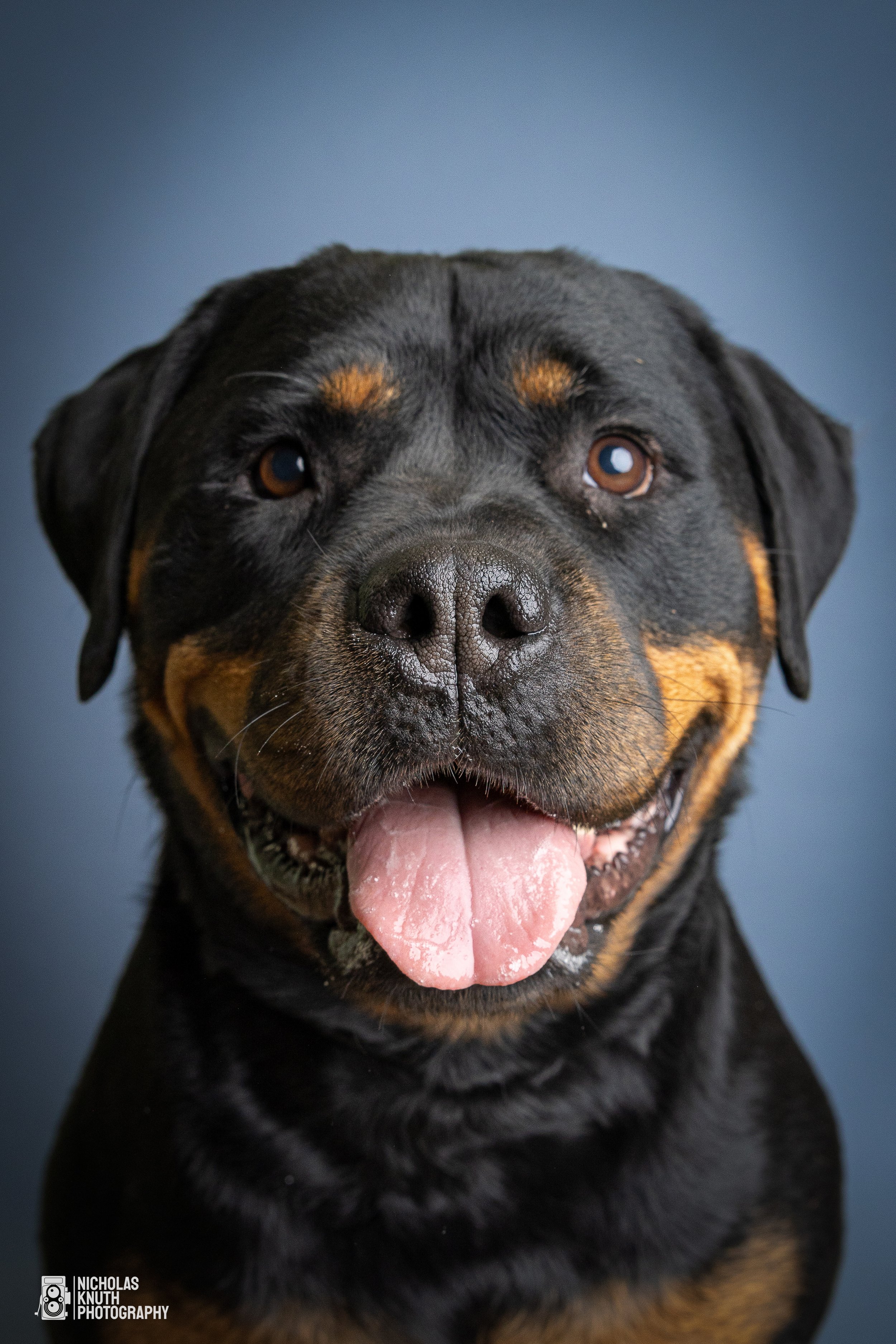 Dog Headshots-48.jpg