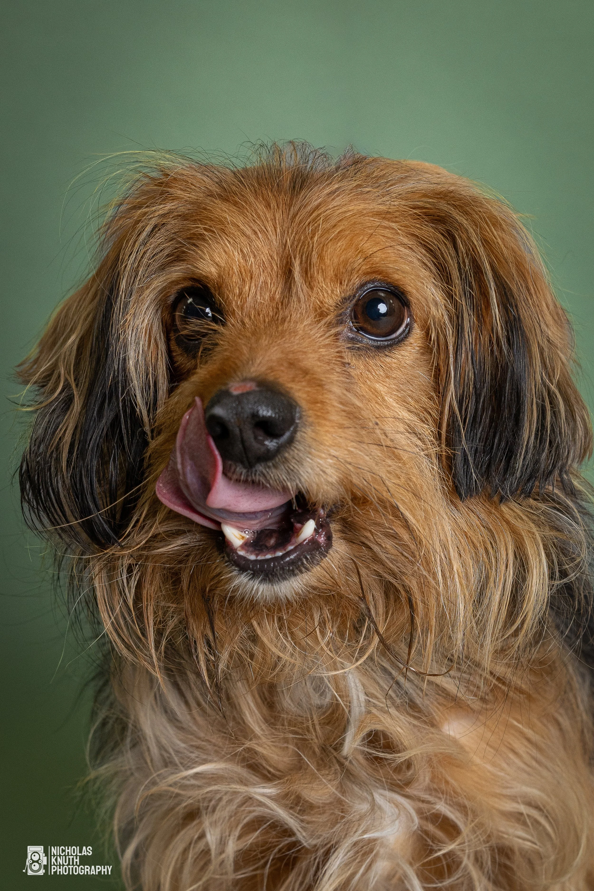 Dog Headshots-44.jpg