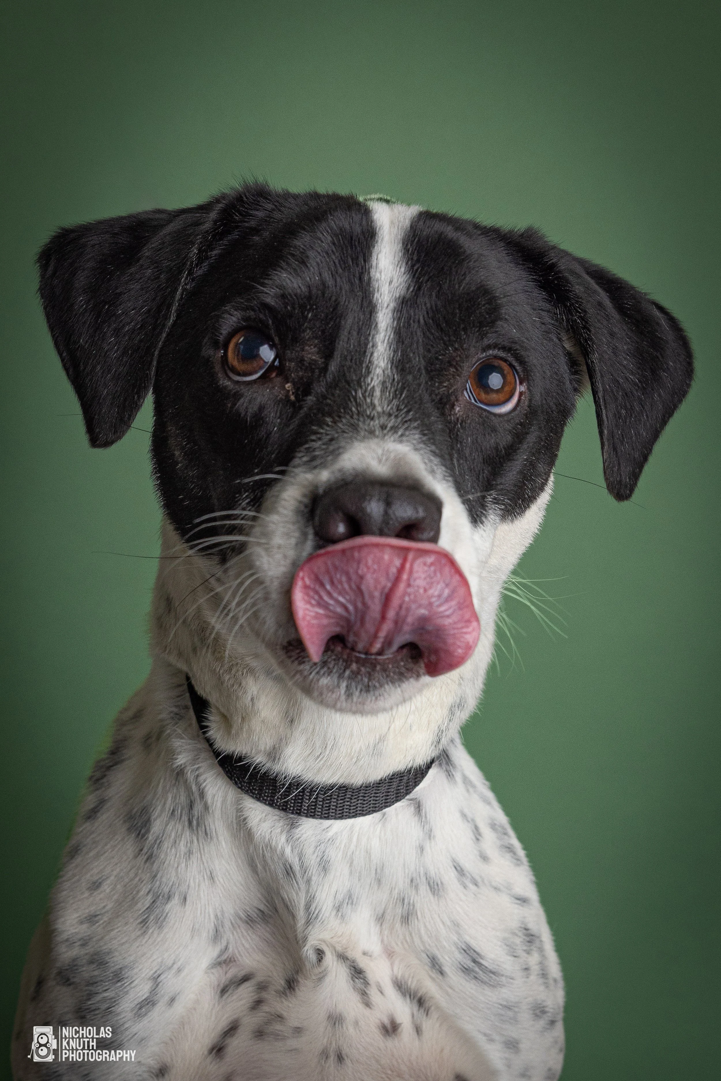 Dog Headshots-3.jpg