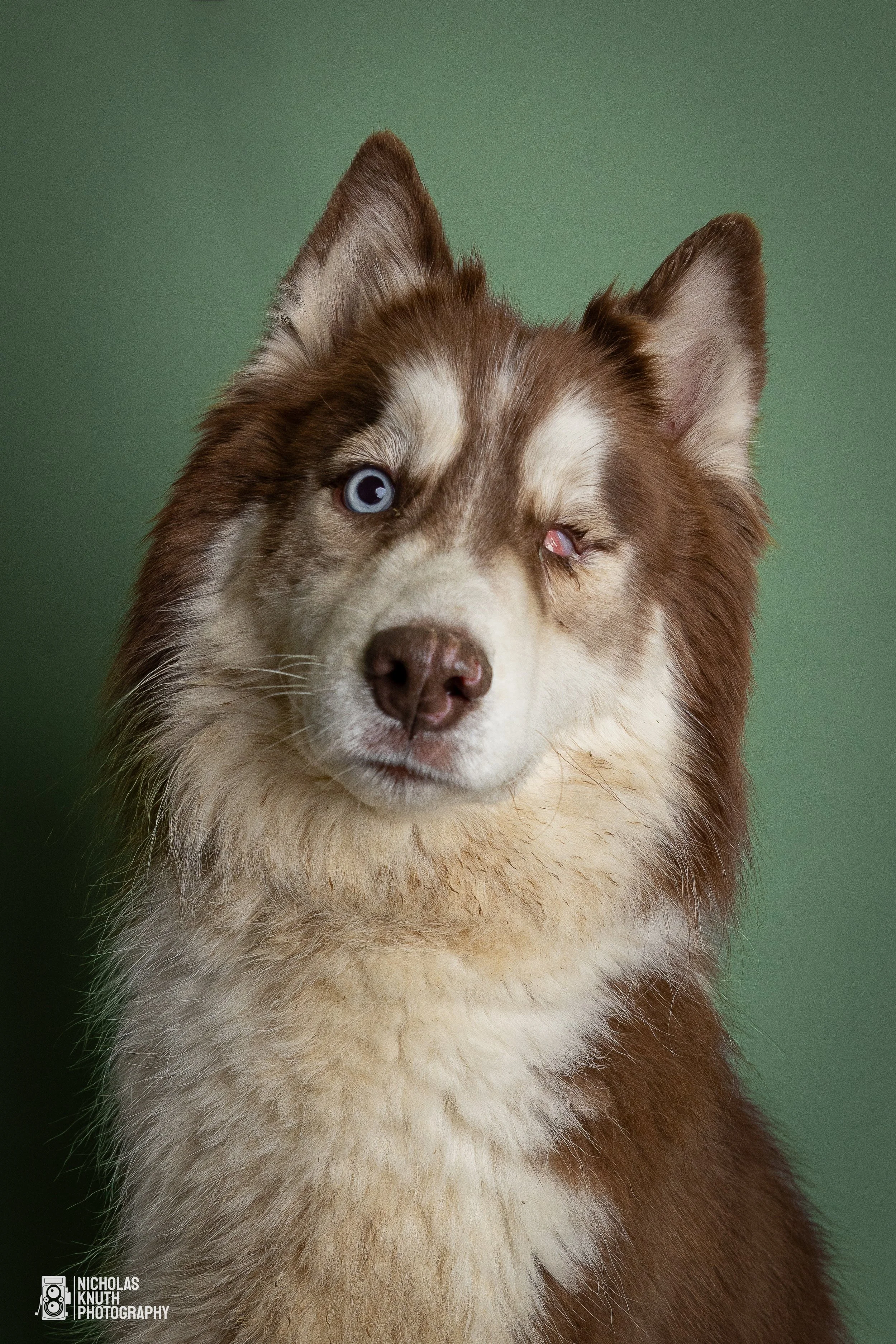 Dog Headshots-18-2.jpg