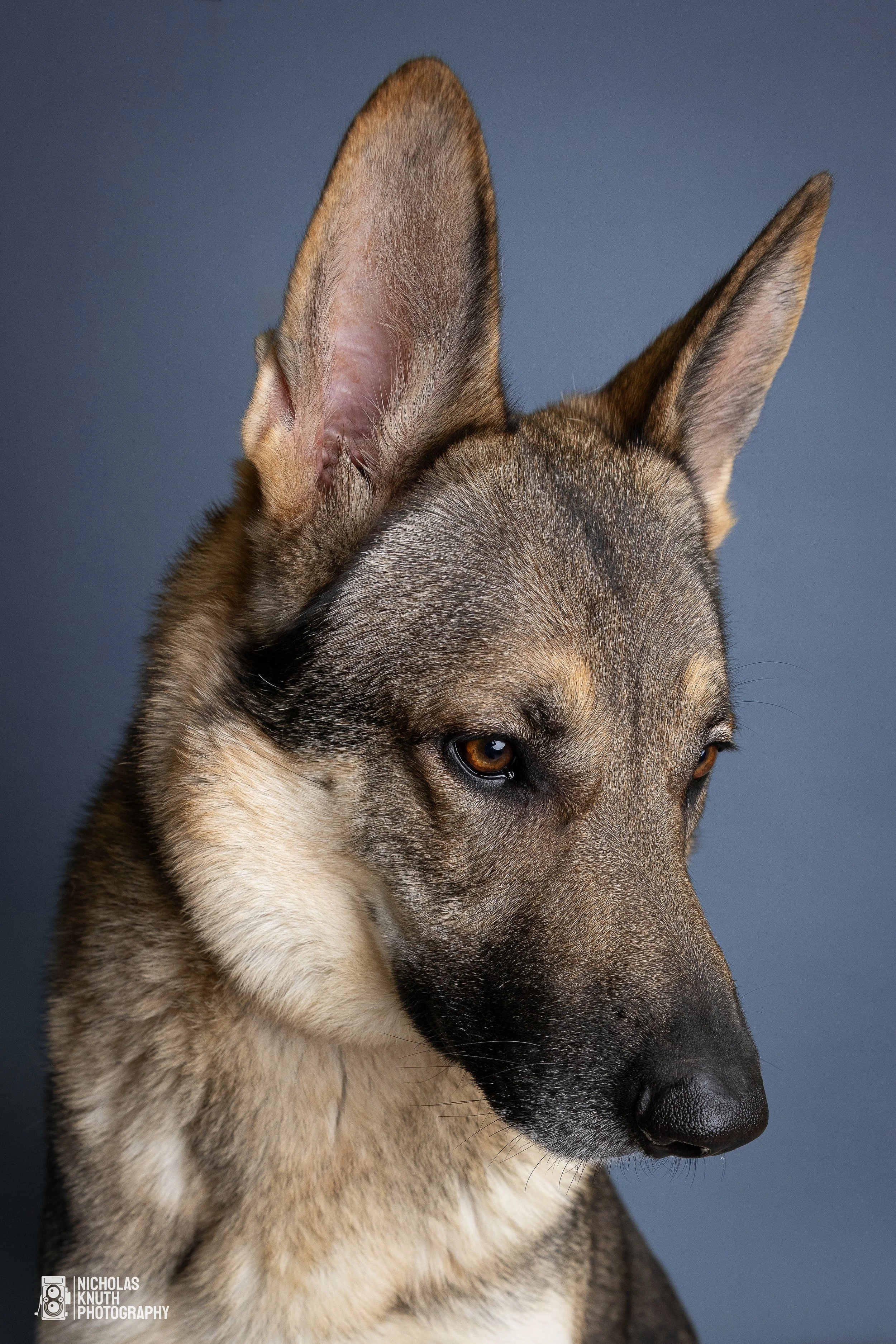 Dog Headshots-16-2.jpg